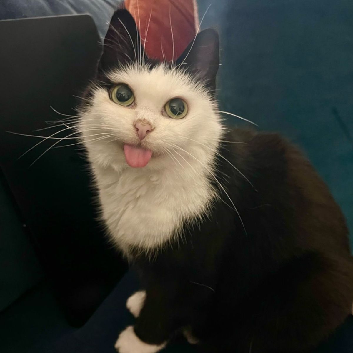 cat sticking its tongue out