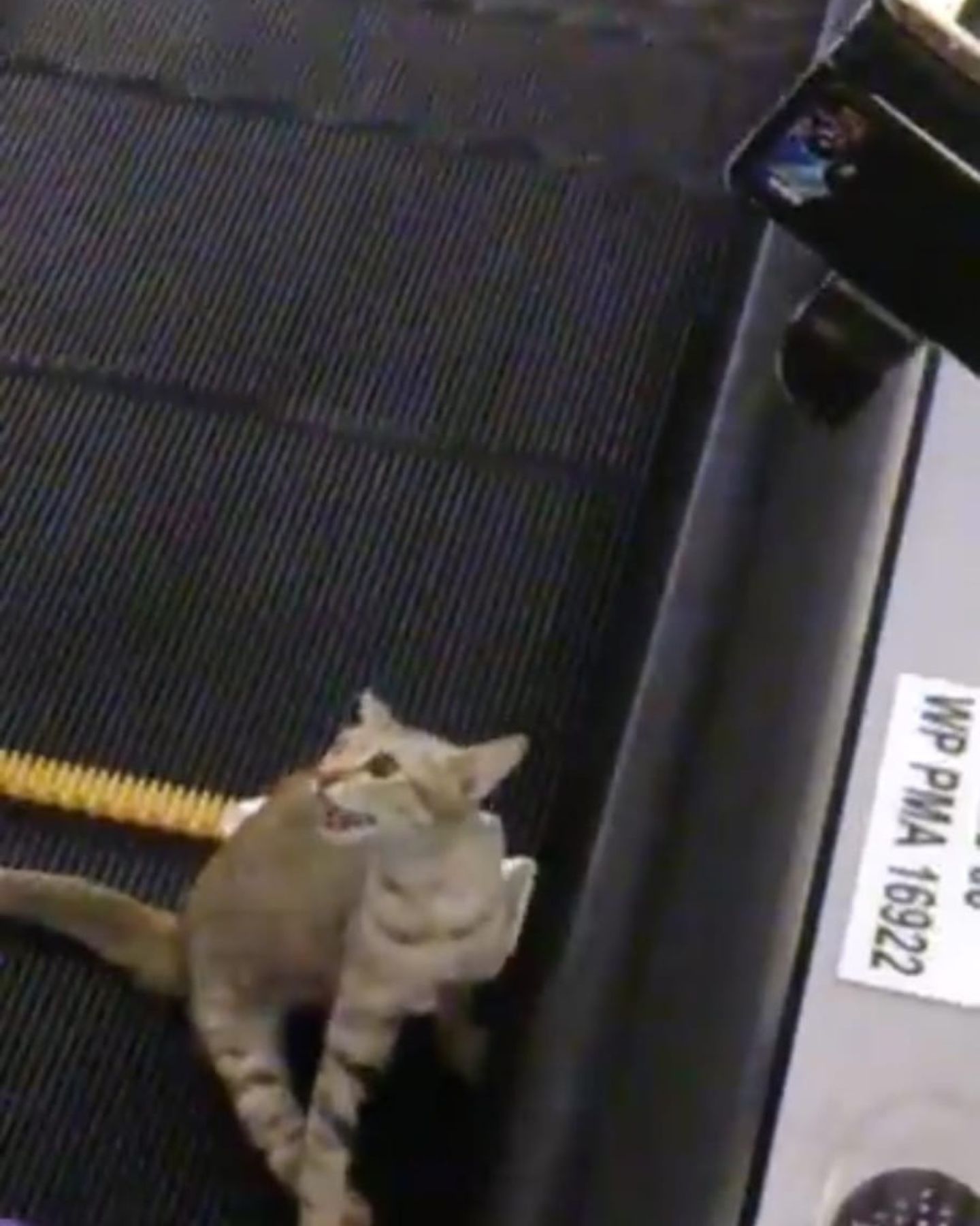 cat stuck in a moving escalator