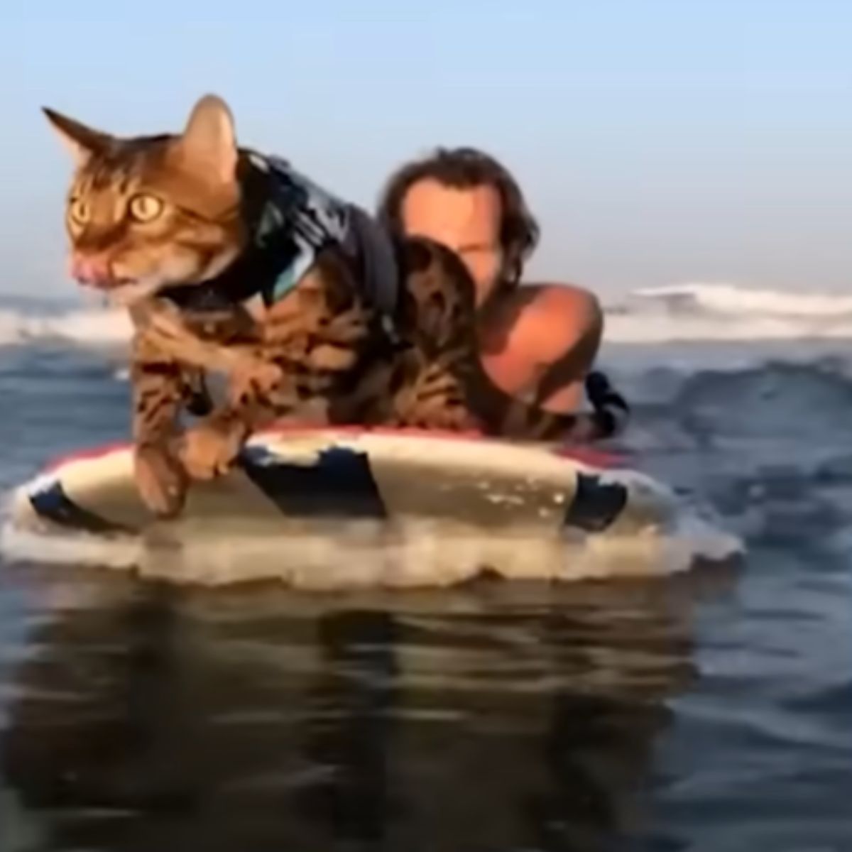 cat surfing