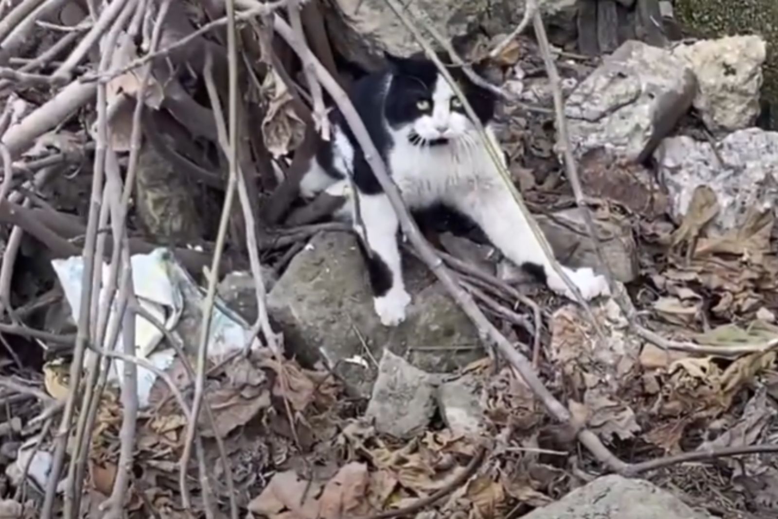 cat trapped under rocks