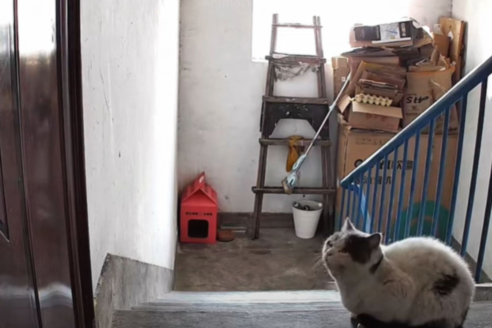 cat waiting in the hall