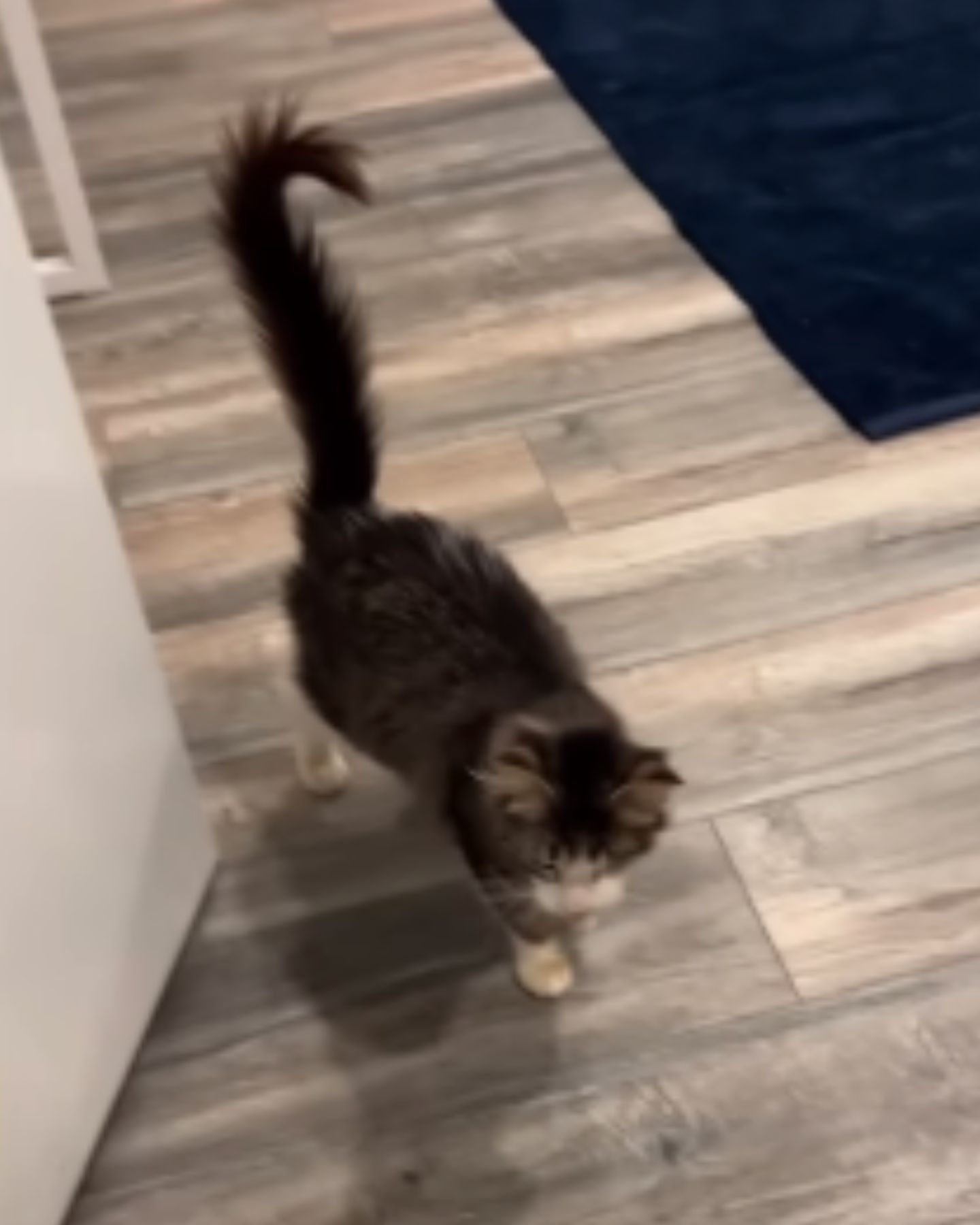 cat walking indoors
