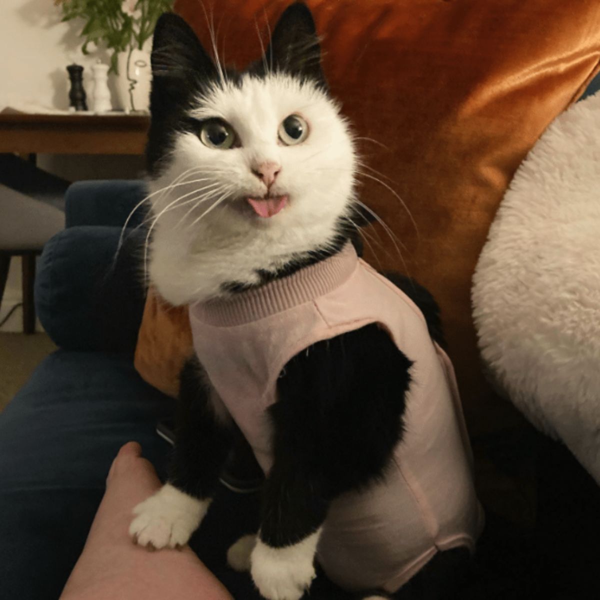 cat wearing a shirt