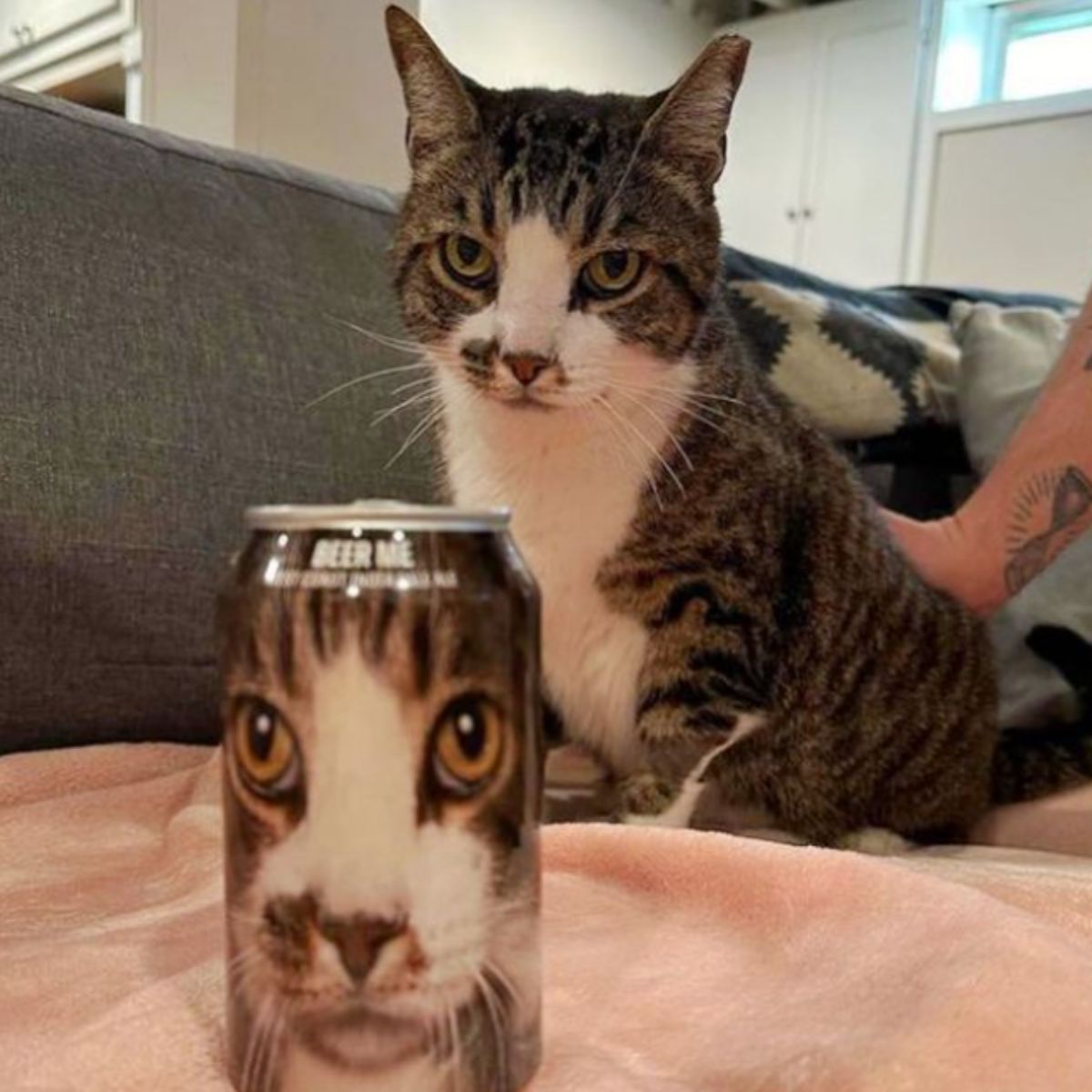 cat with a can with her face