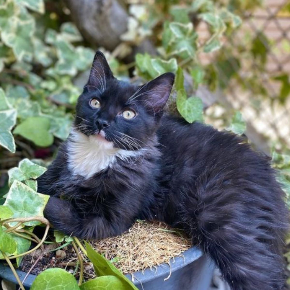 cat with black fur
