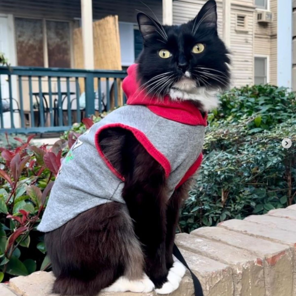 cat with clothes on