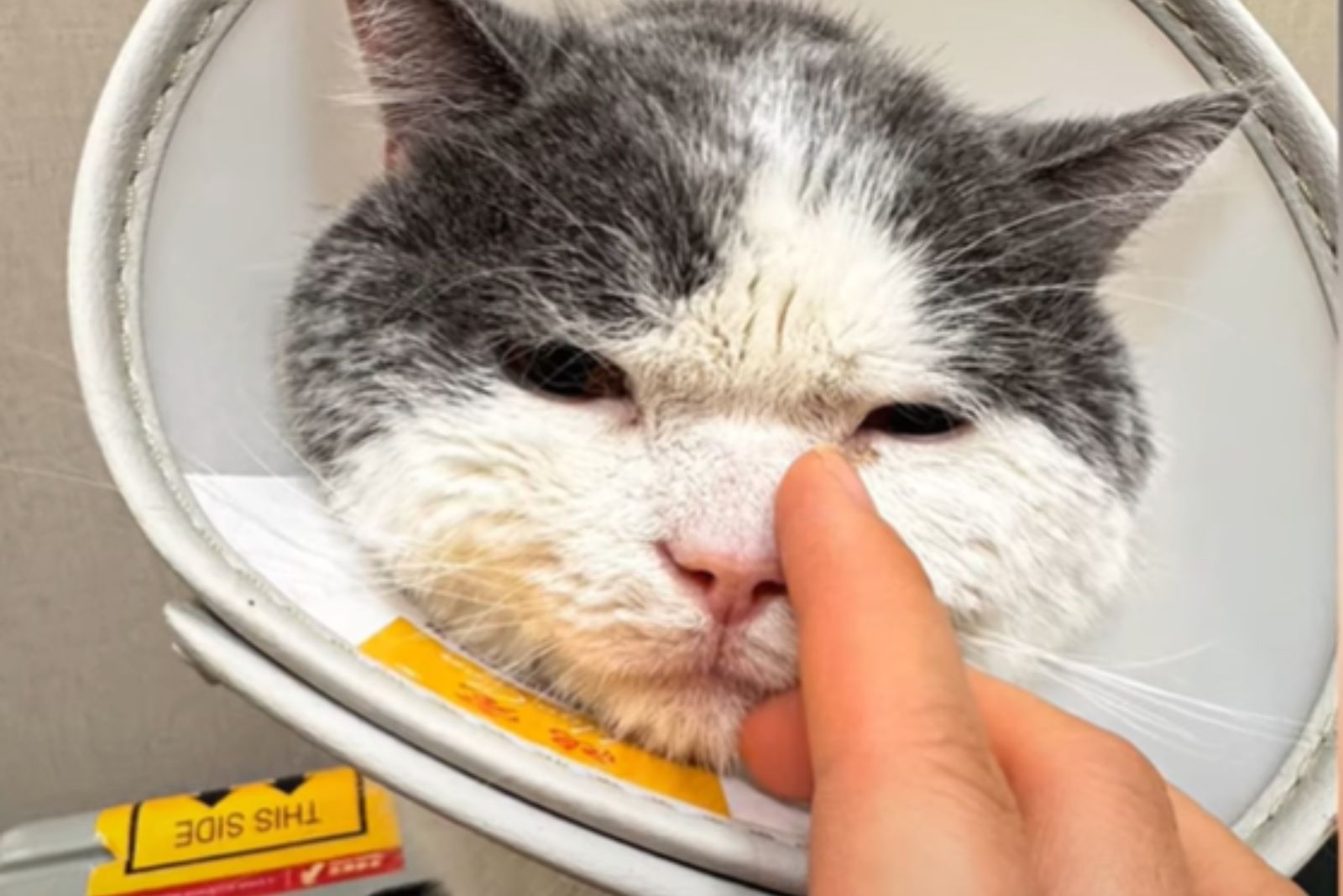 cat with collar recovering