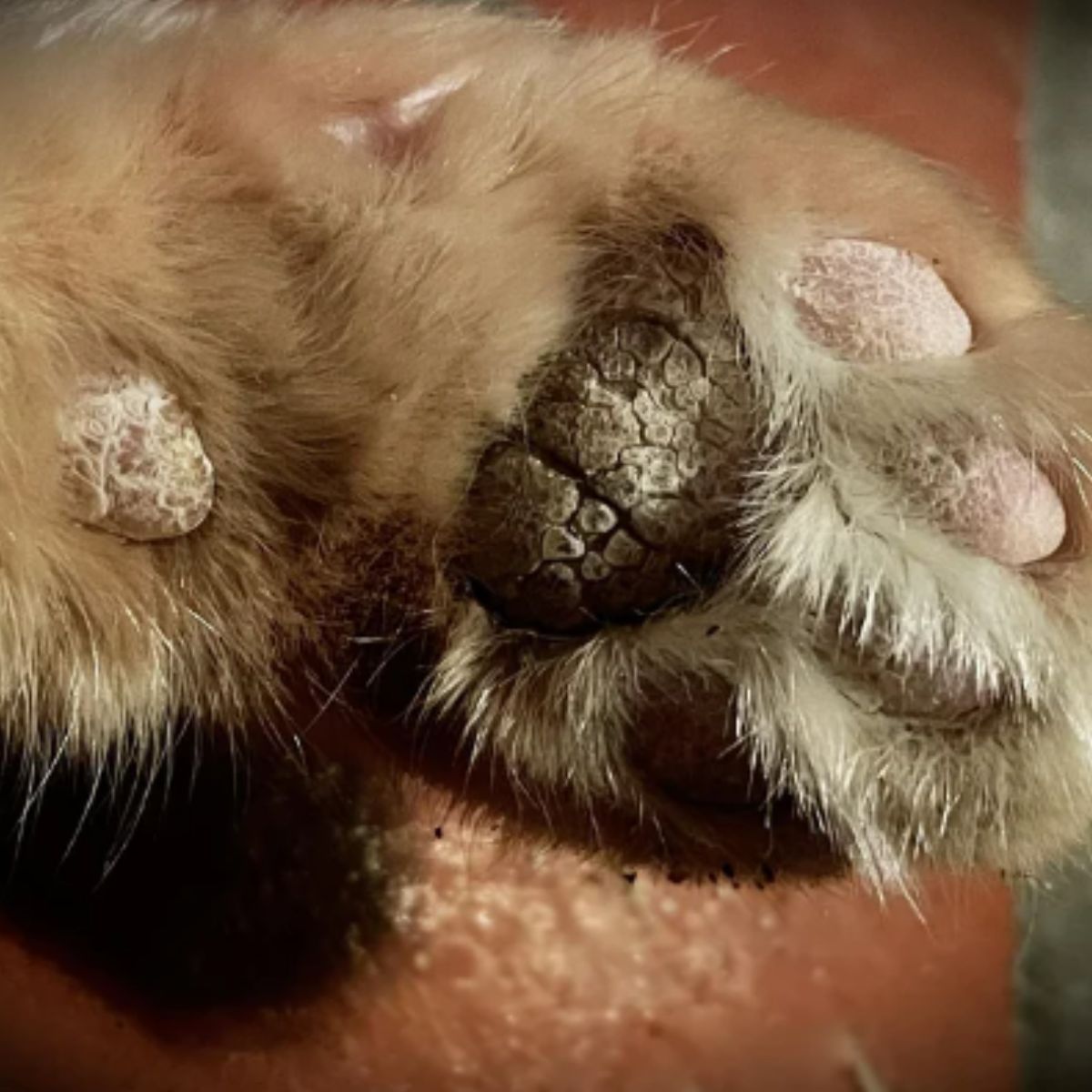 cat with injured paw