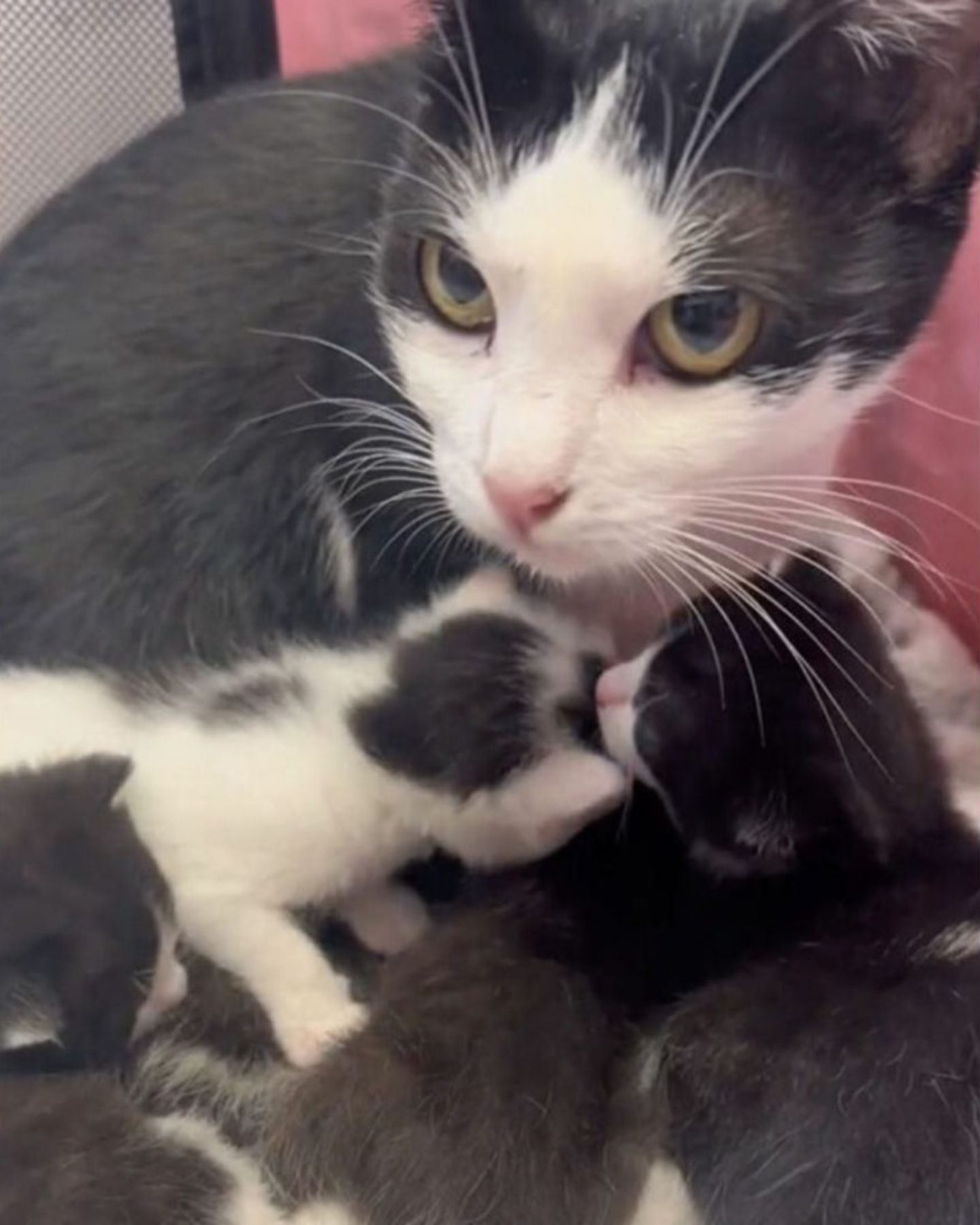 cat with kittens