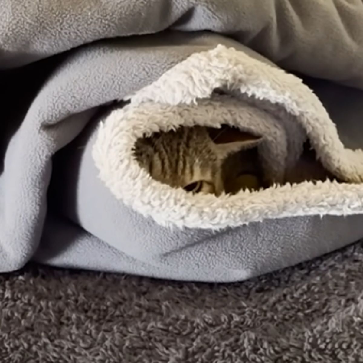 cat wrapped in the blanket