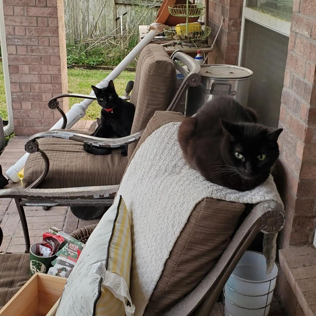 cats on outdoor furniture