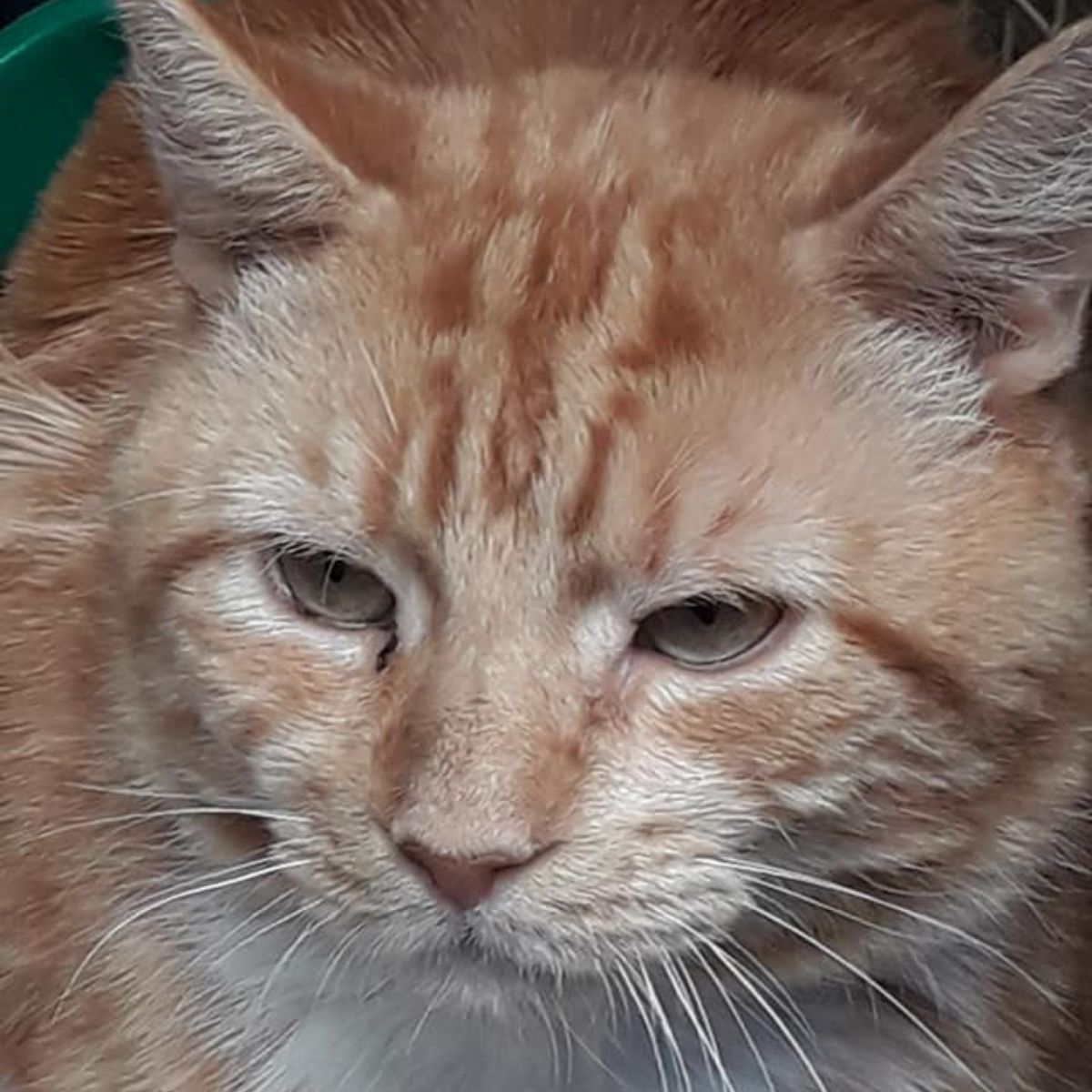 close-up photo of the ginger cat