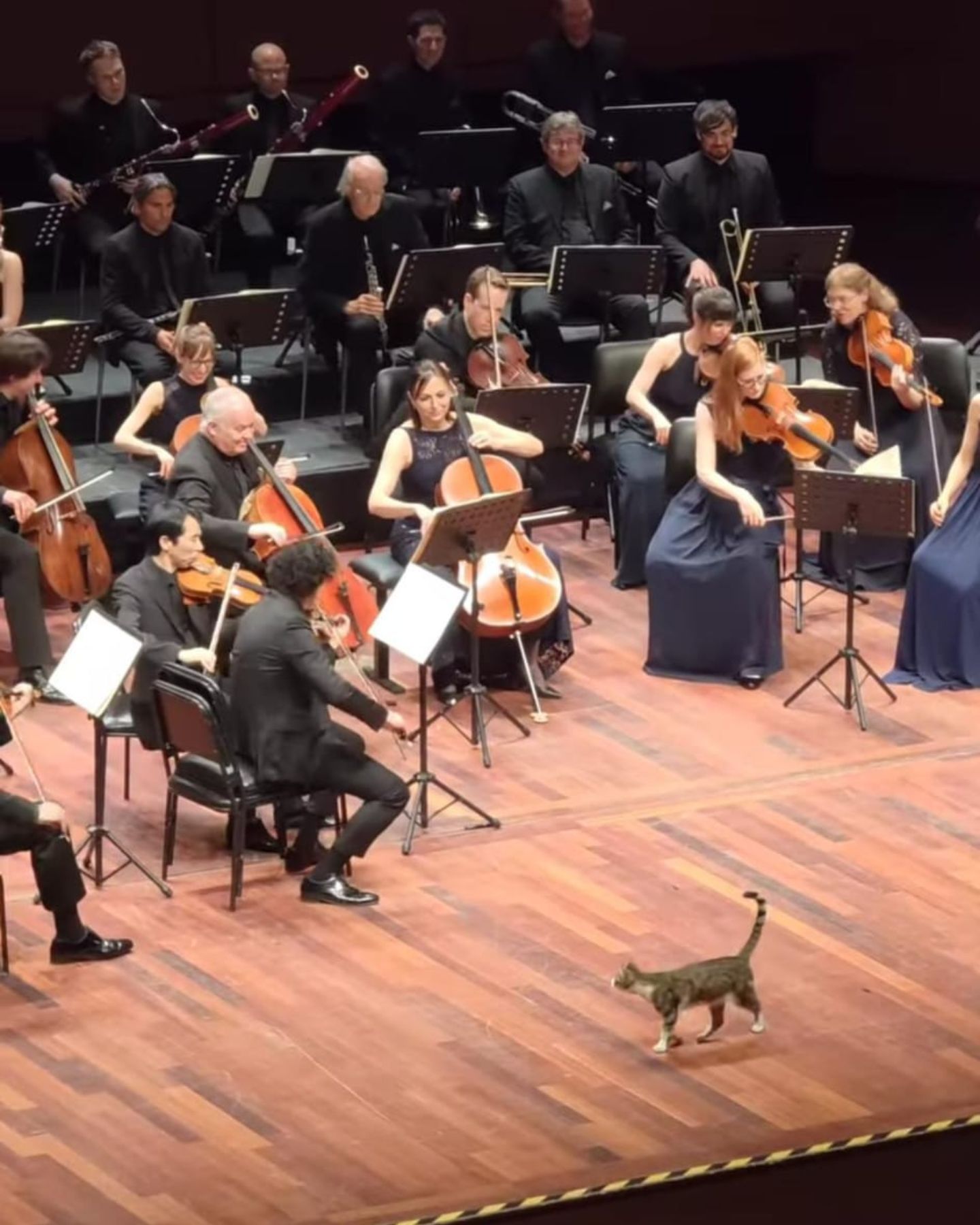 cute cat and orchestra