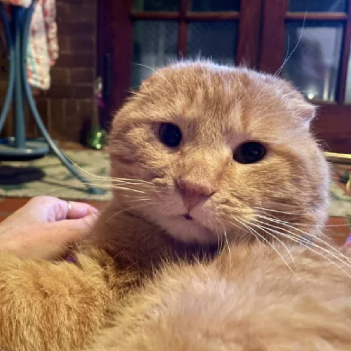 cute cat laying on a owner