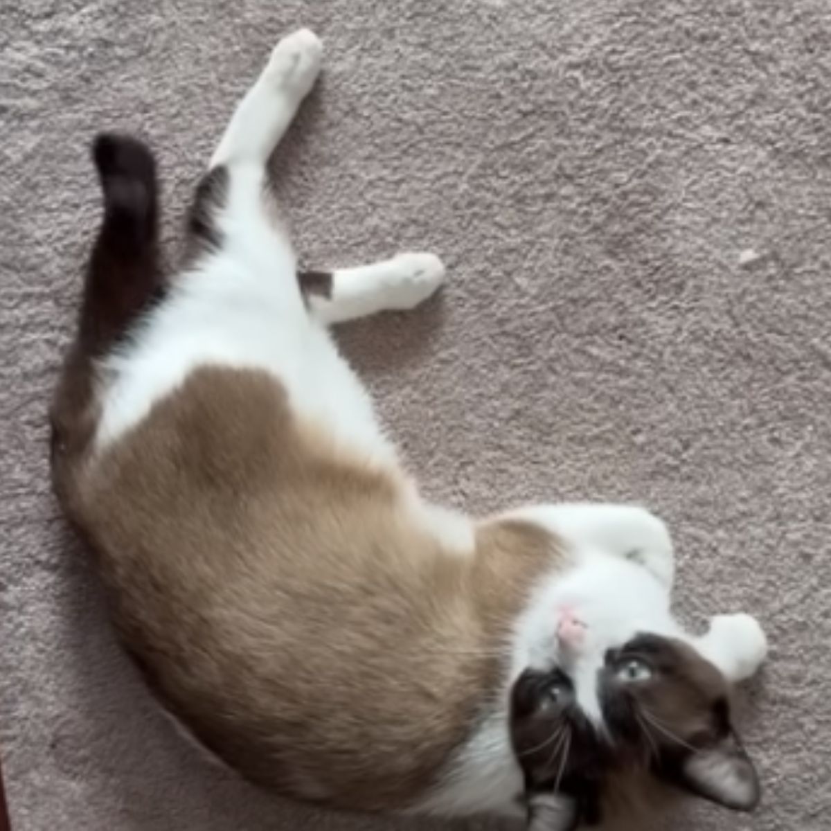 cute cat laying on a rug