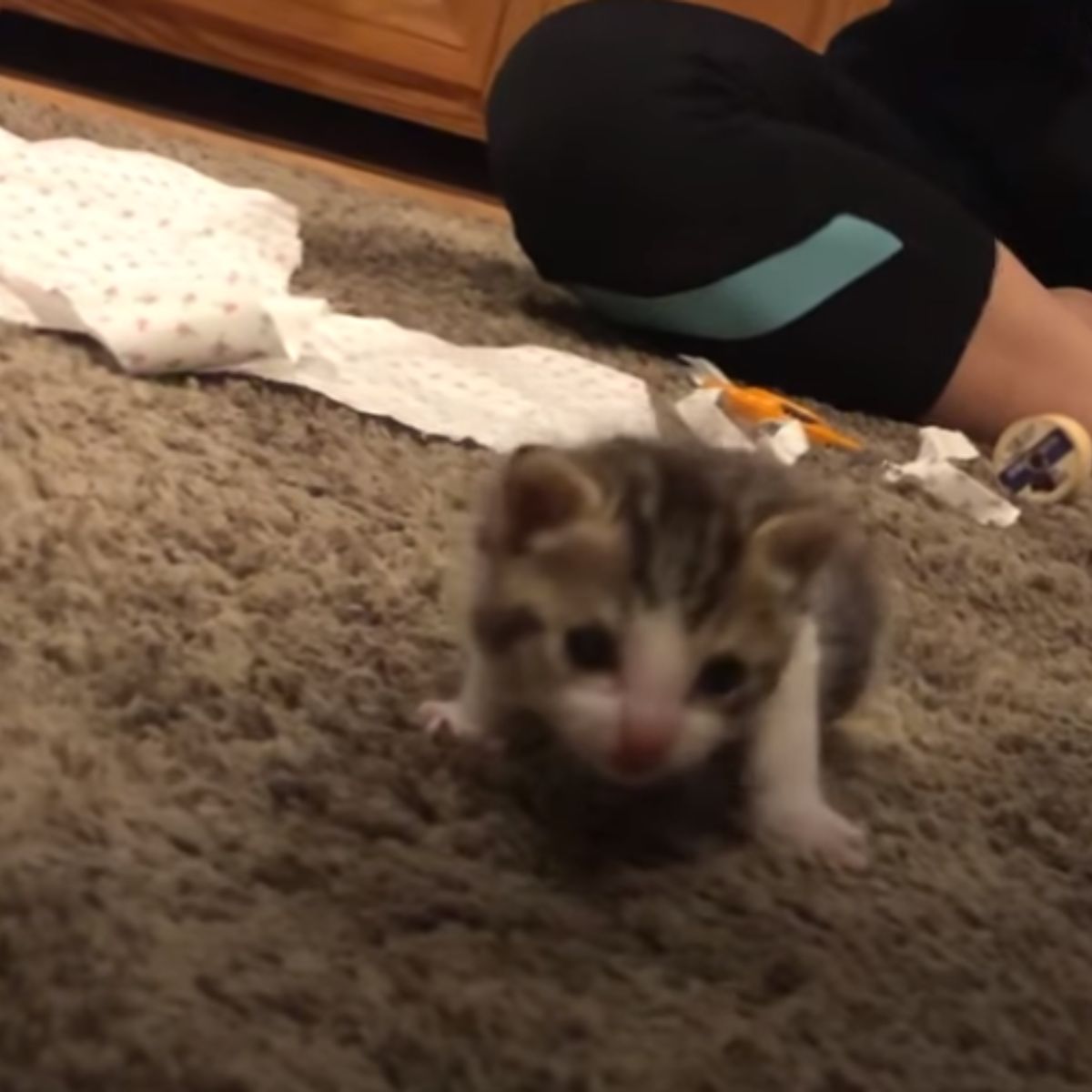 cute kitten crawling