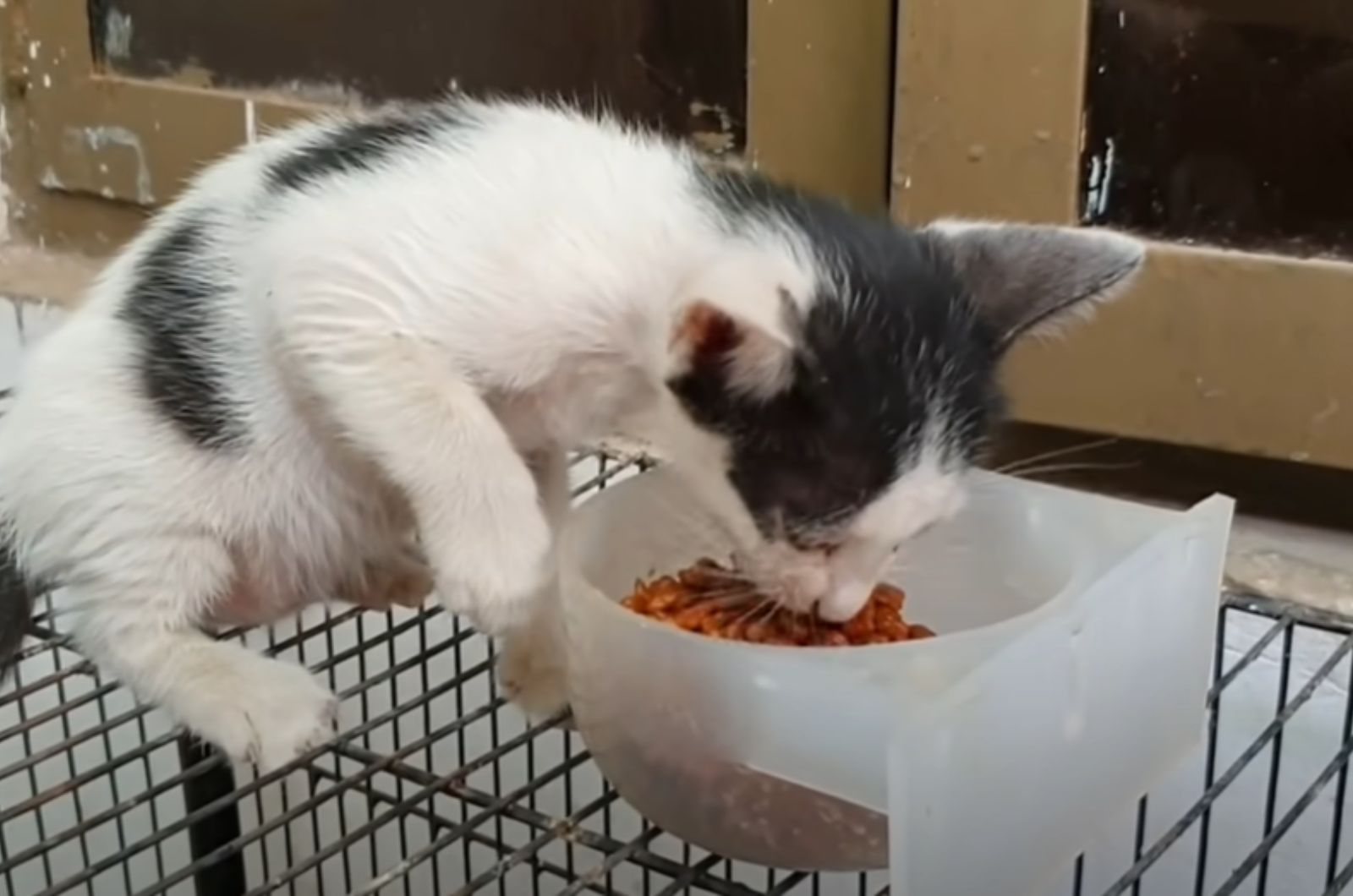 cute kitten eating food