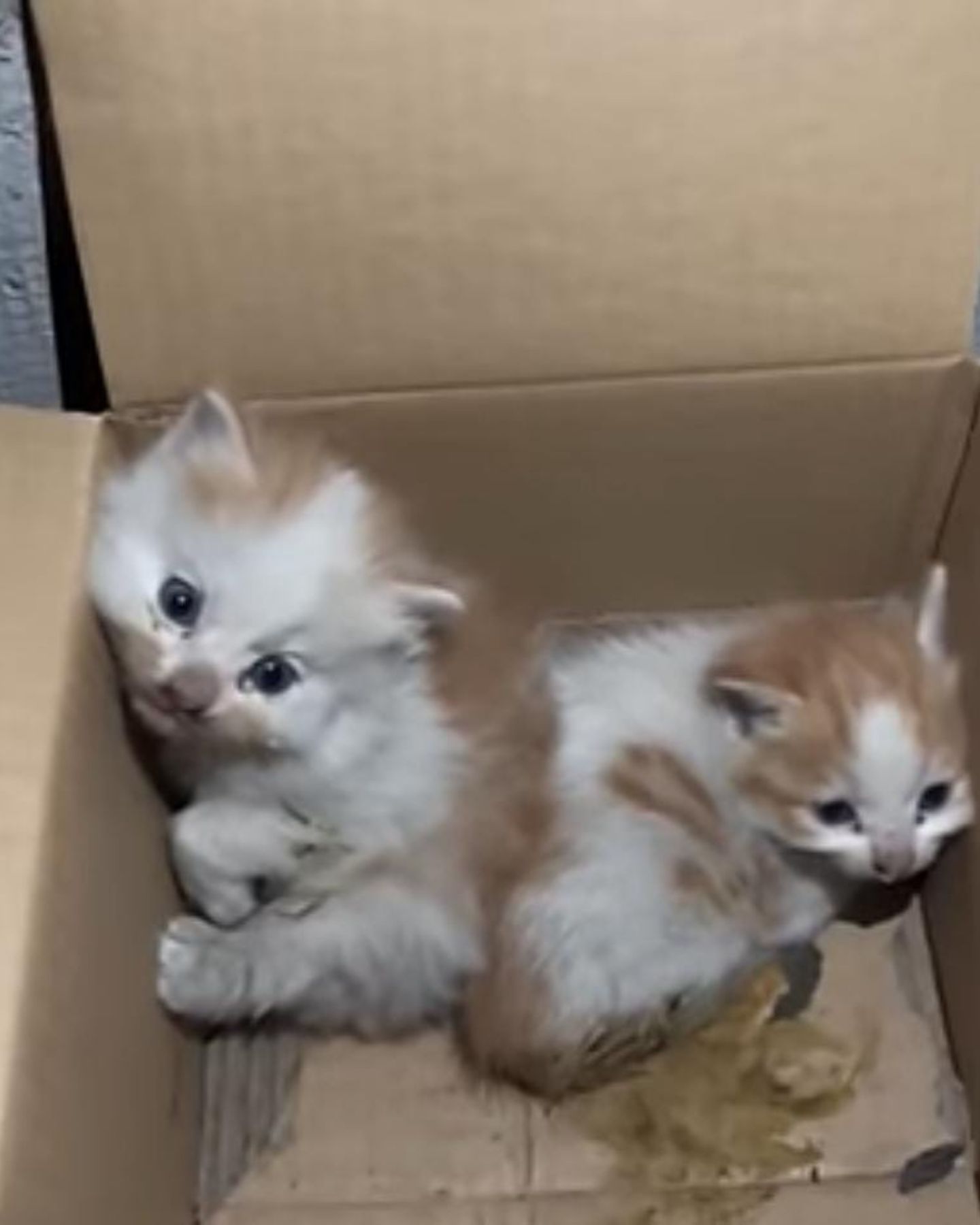 cute kittens in card box