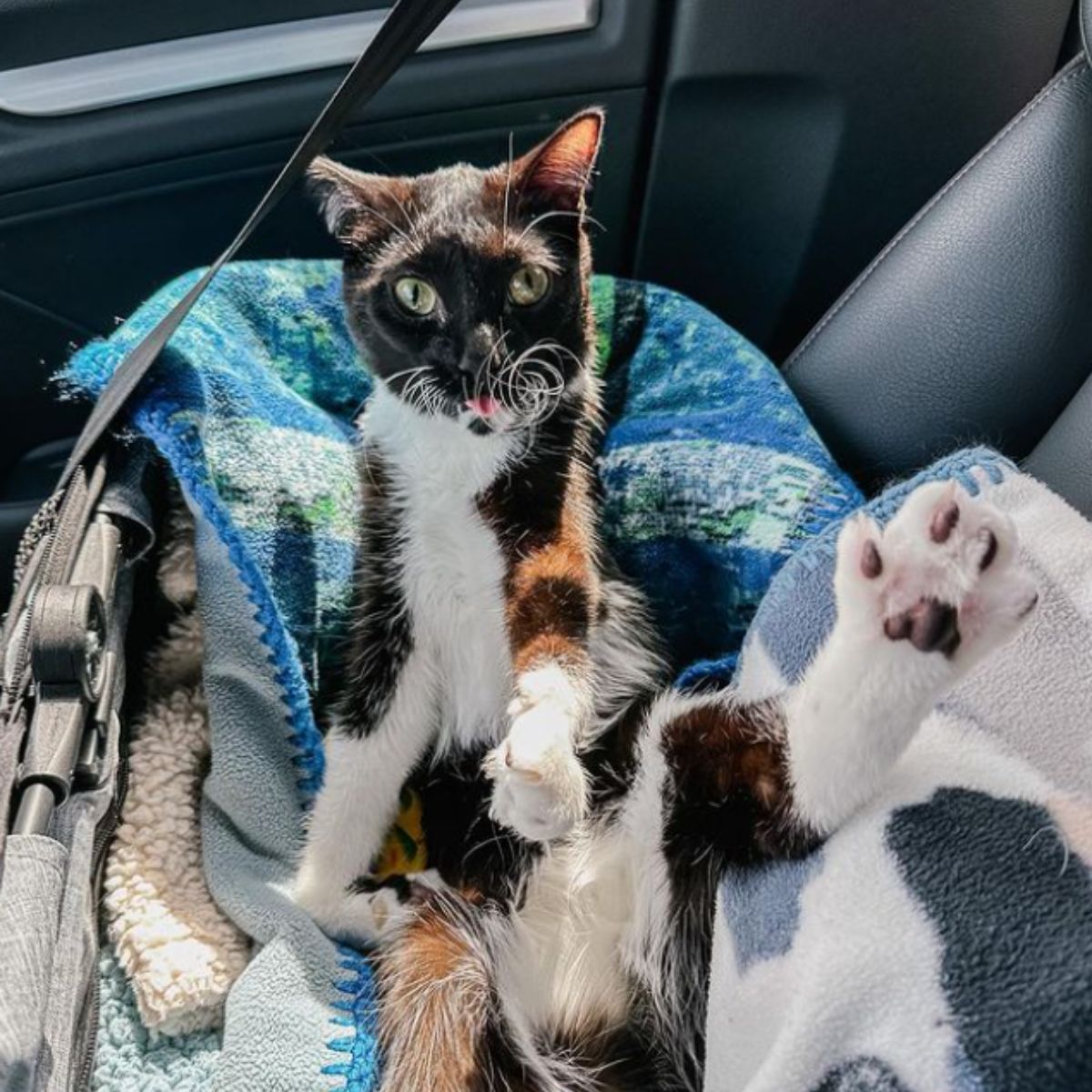 disabled cat in car