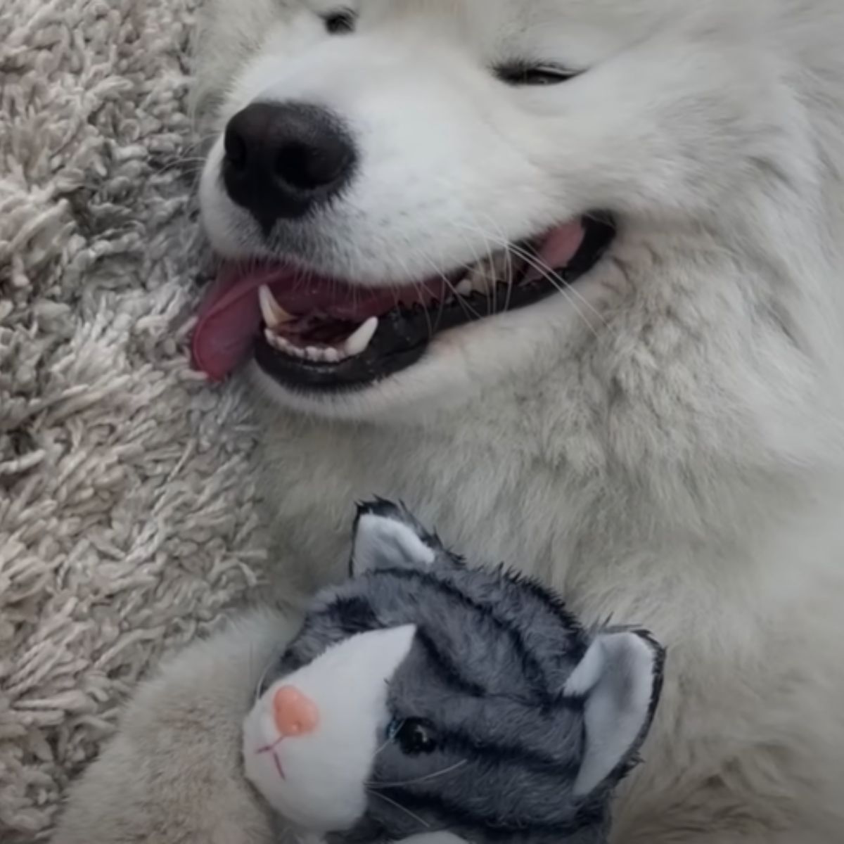 dog lying with a toy