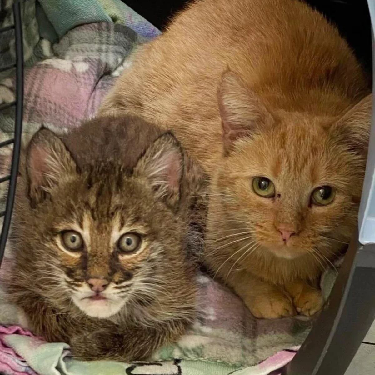 domestic cat and bobcat kitten