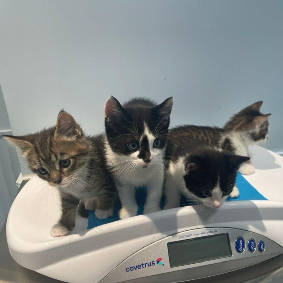four kittens on a scale