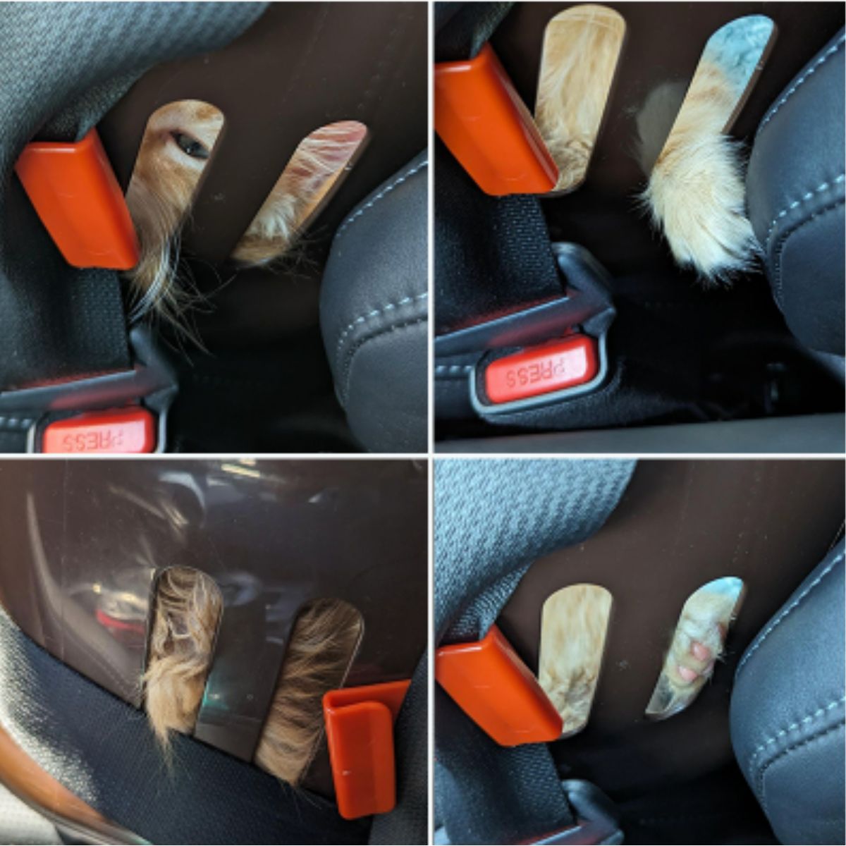 funny cat in car