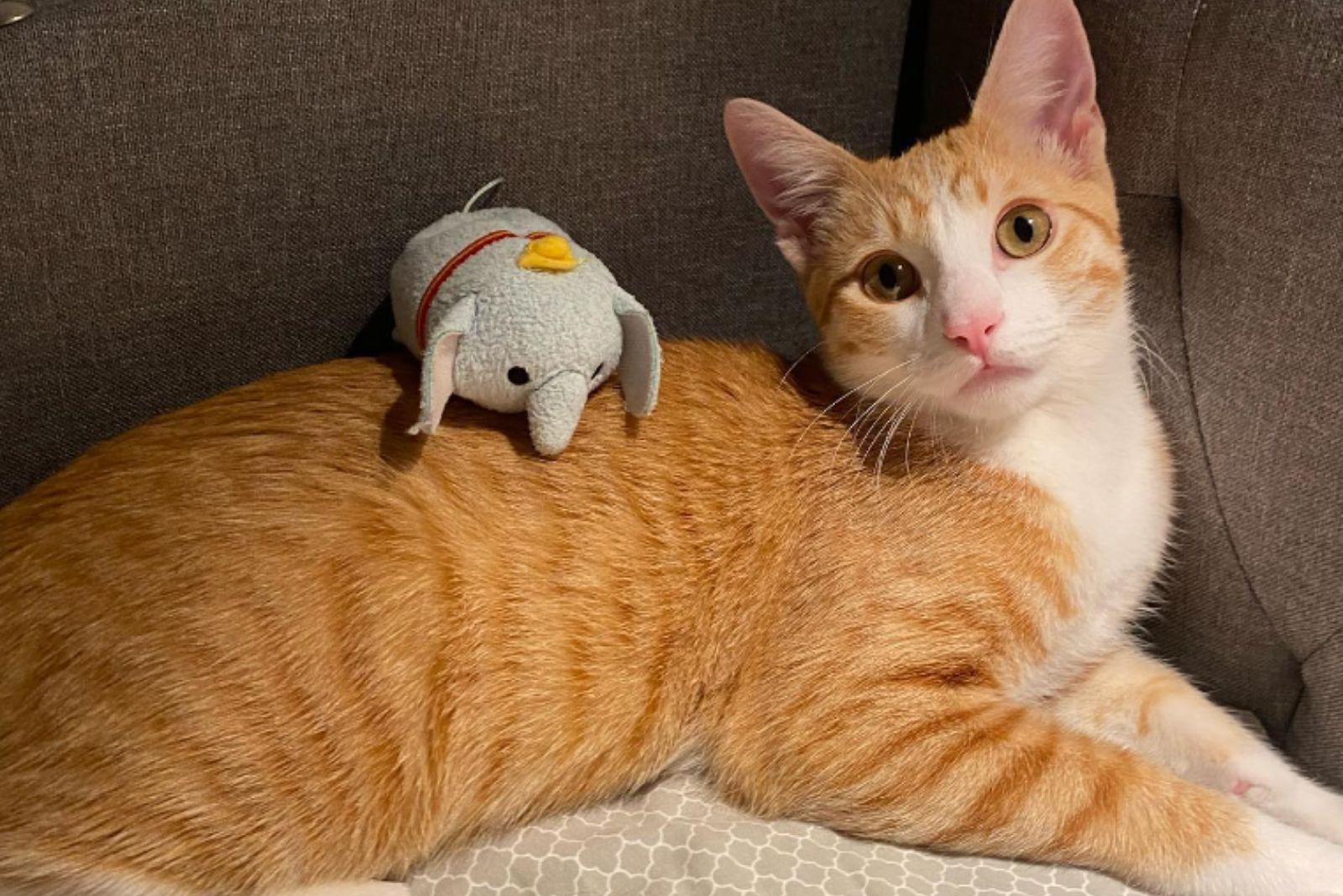 ginger cat and toy