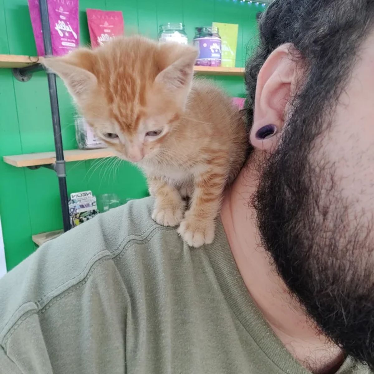 ginger kitten and owner