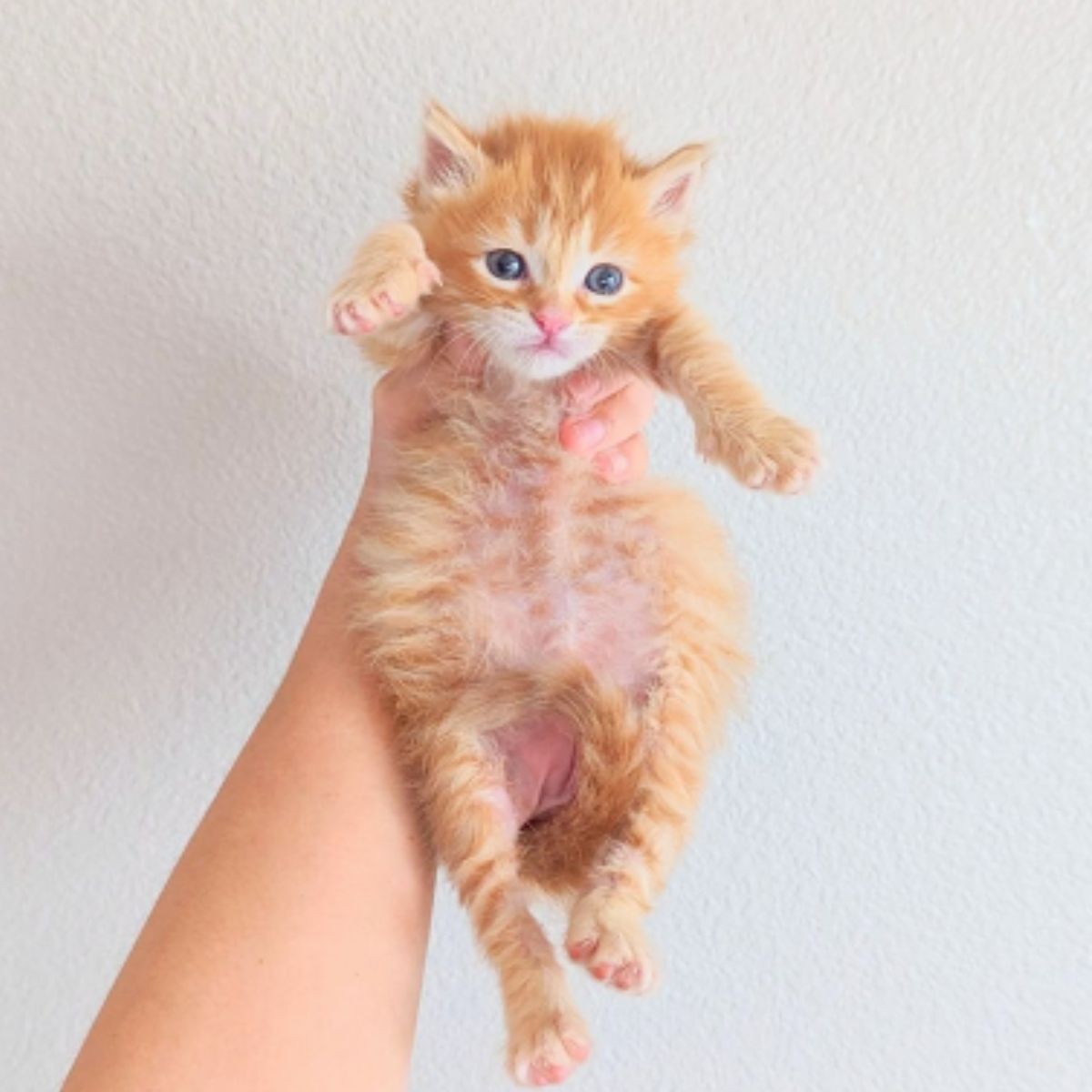 ginger kitten in hand