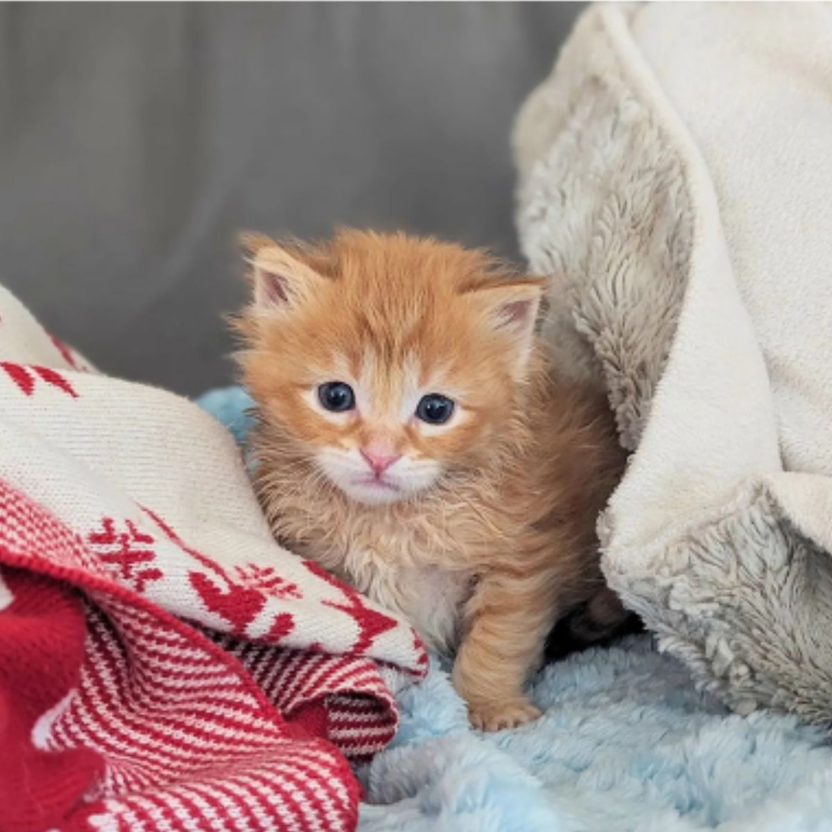 ginger kitten on the couch