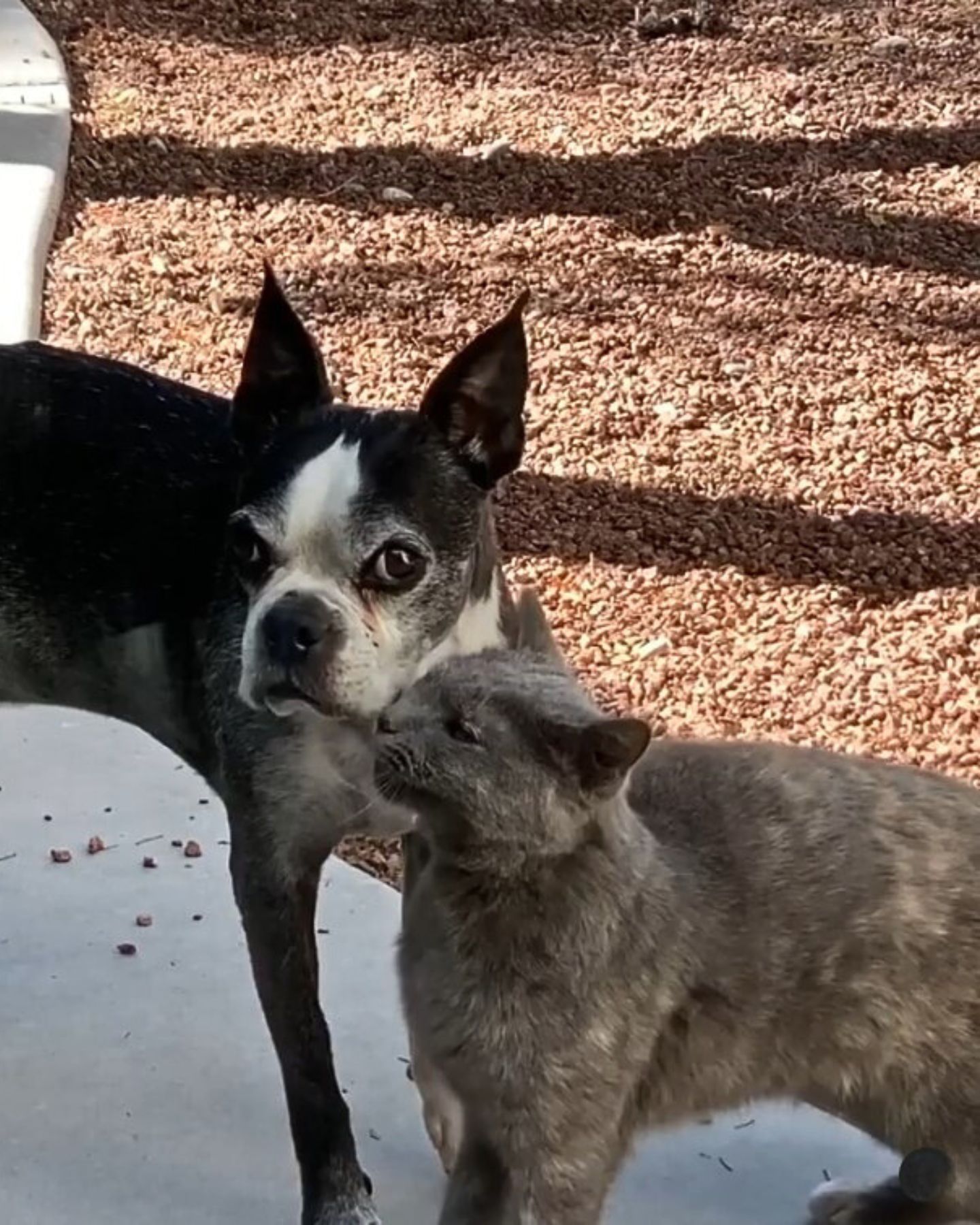 gray cat and dog