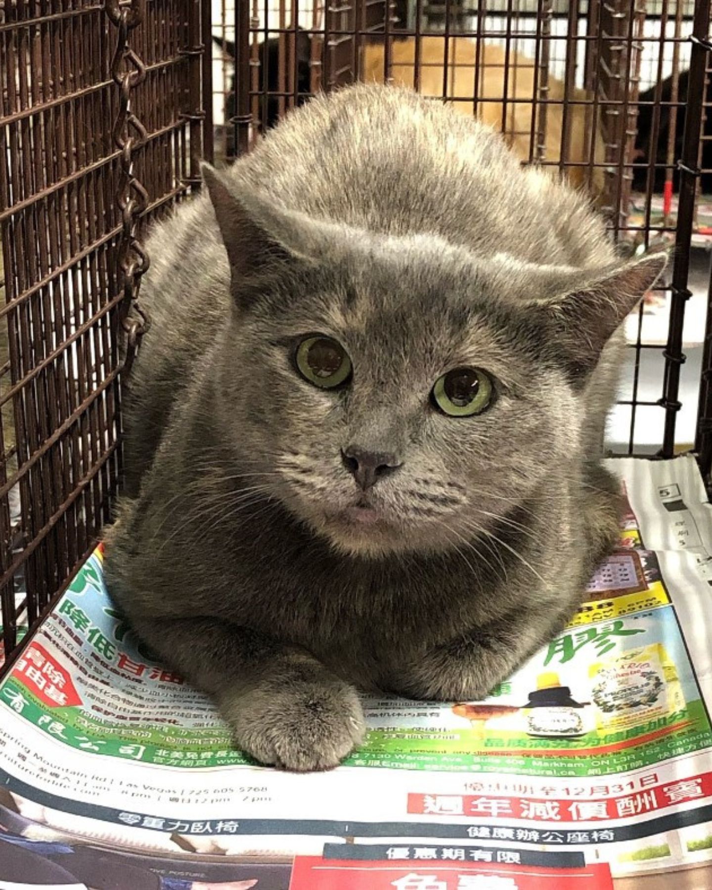 gray cat in cage