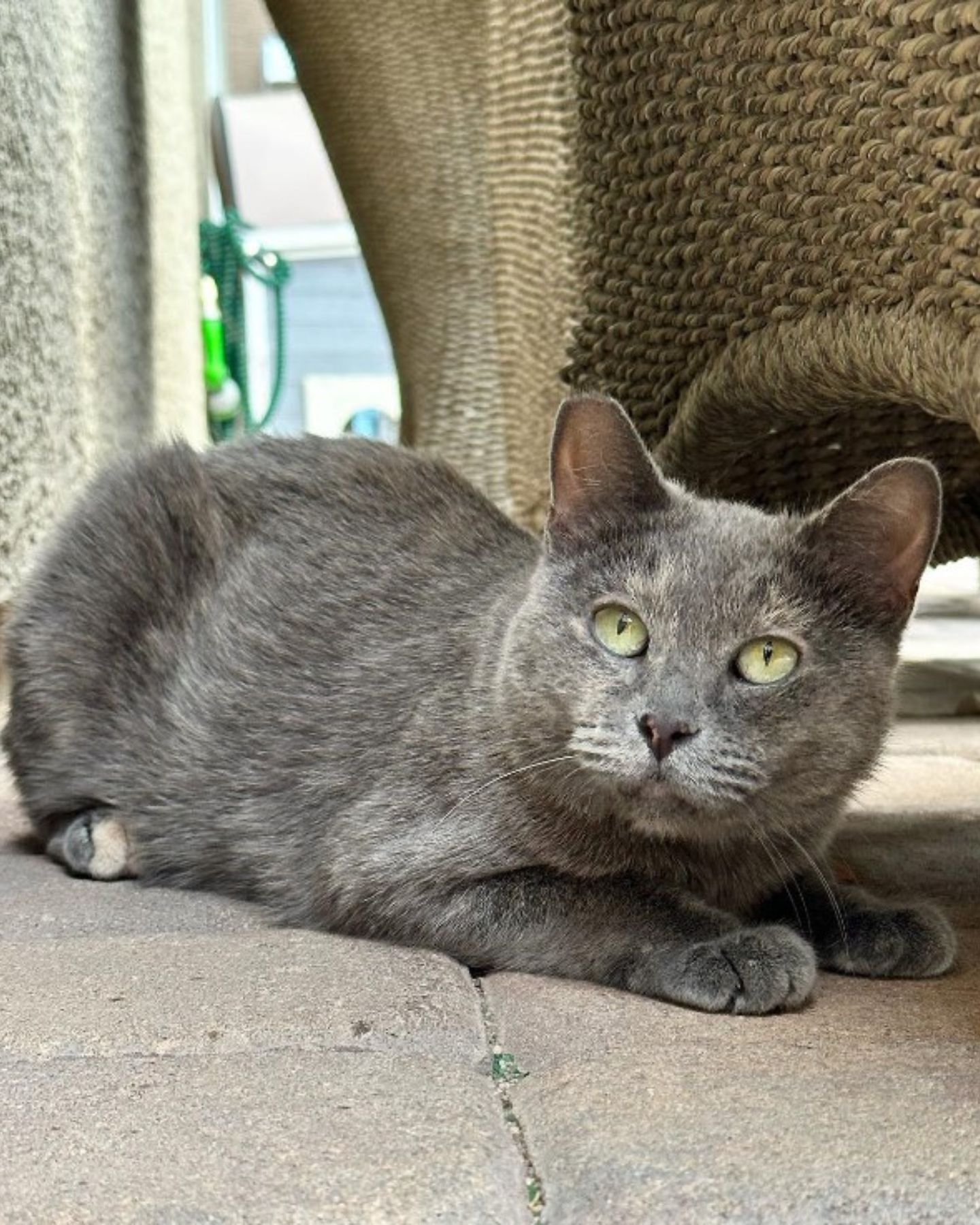 gray cat laying down