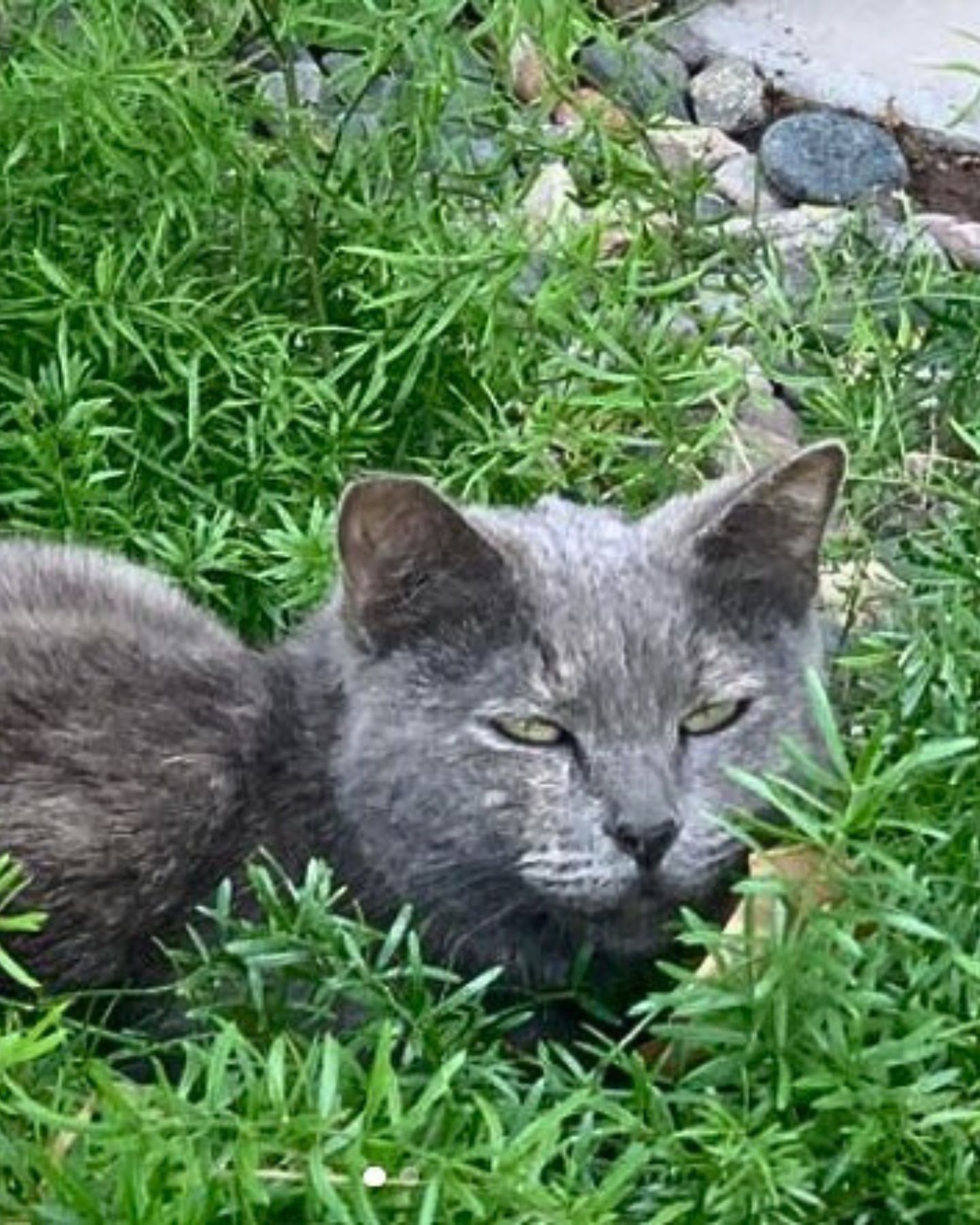 gray cat laying in grass