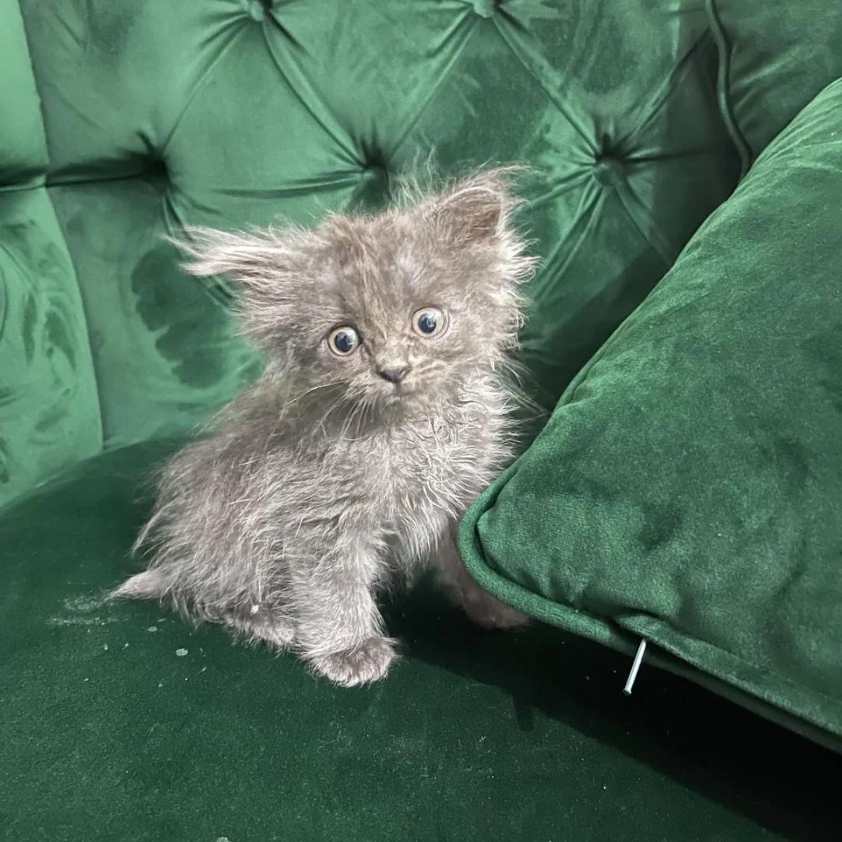 gray kitten on green couch