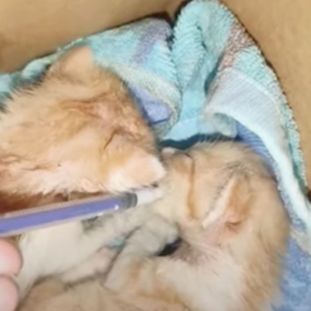 guy feeding abandoned kittens