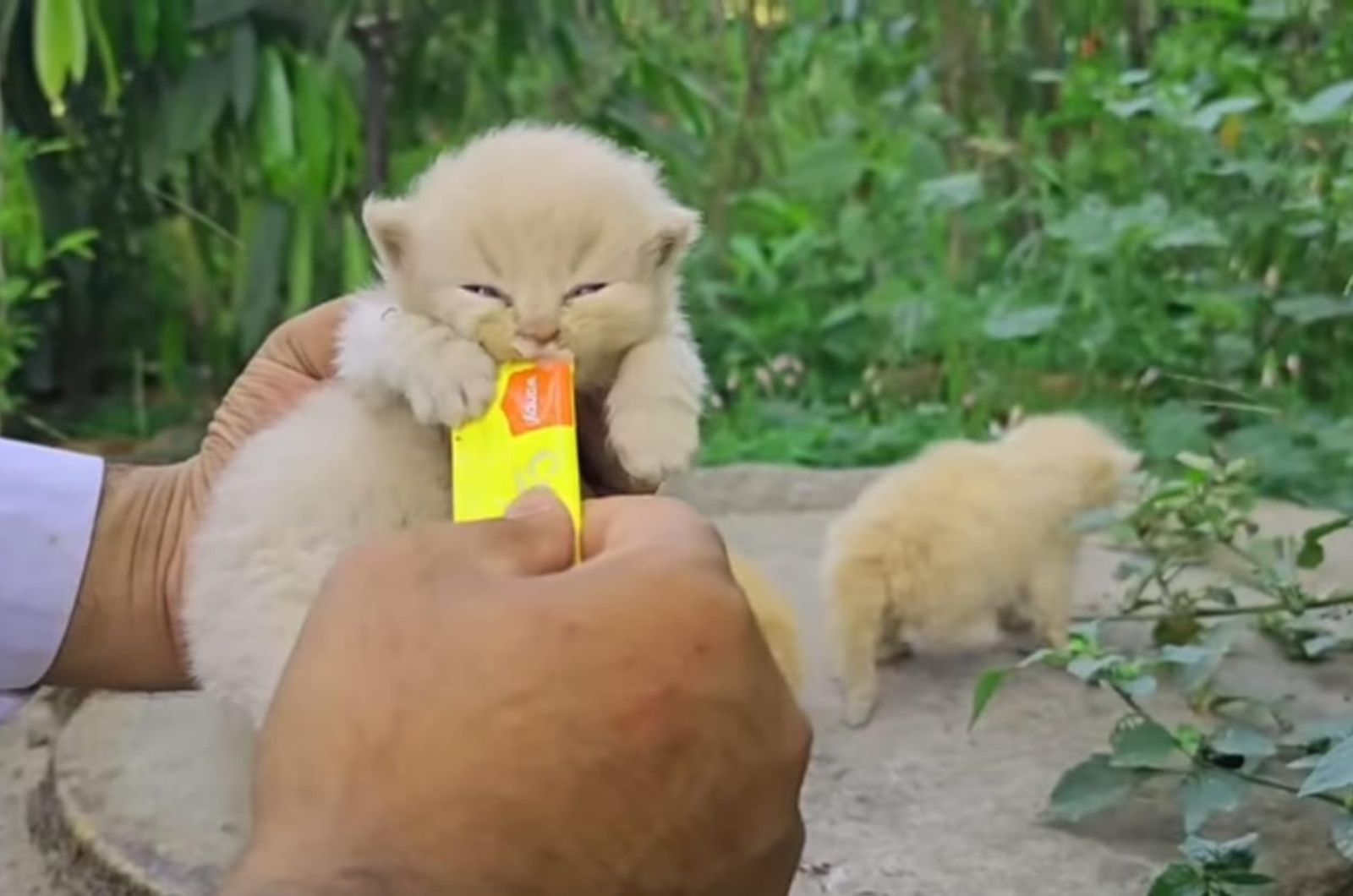guy feeding newborn kitten