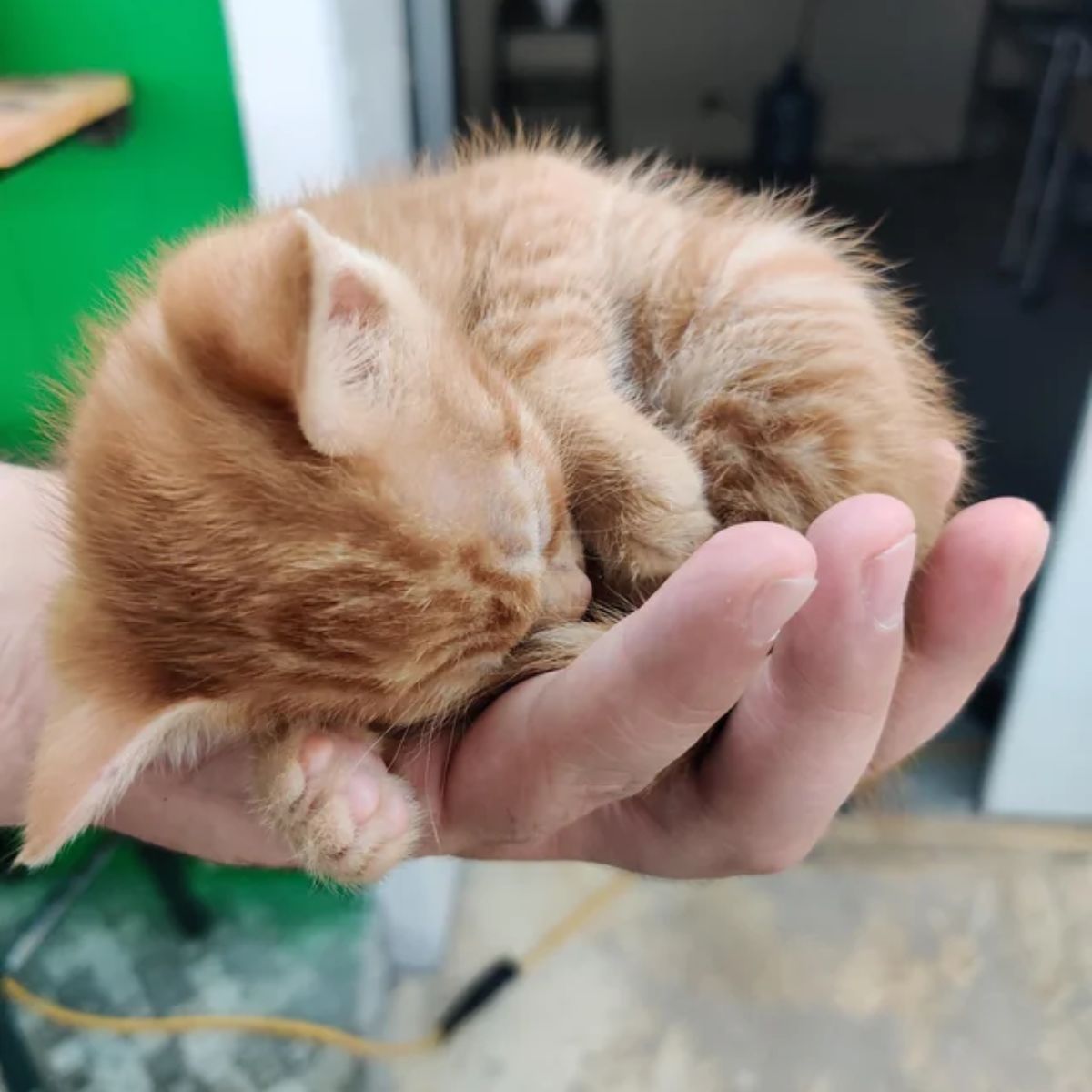 guy holding ginger kitten on palm