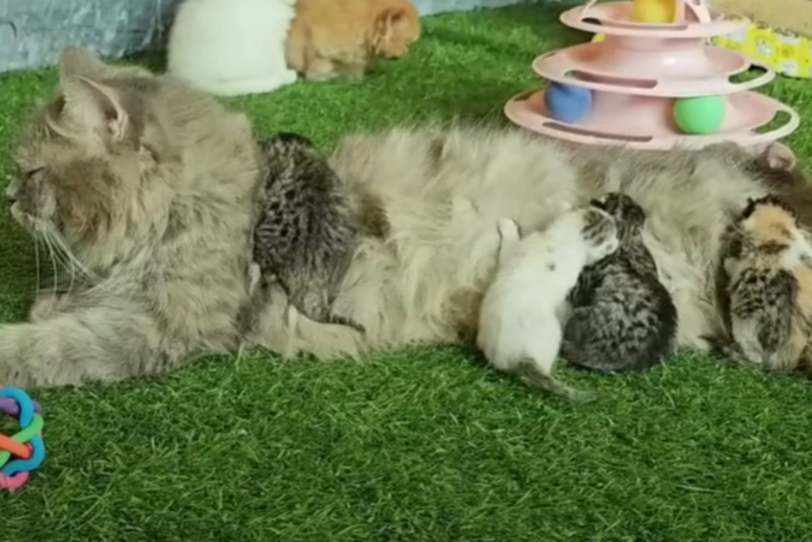 hairy mama cat with kittens