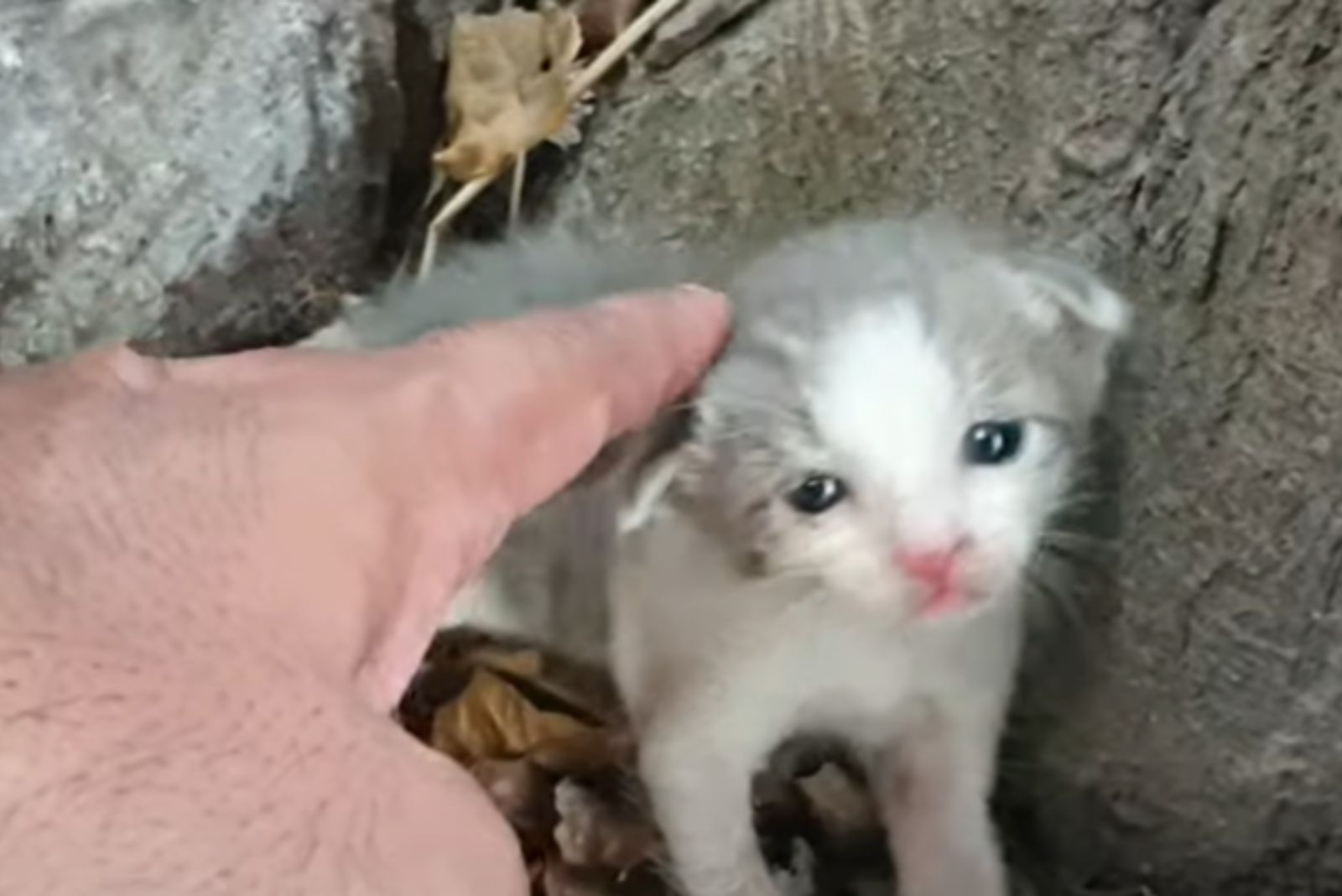 hand petting the kitten