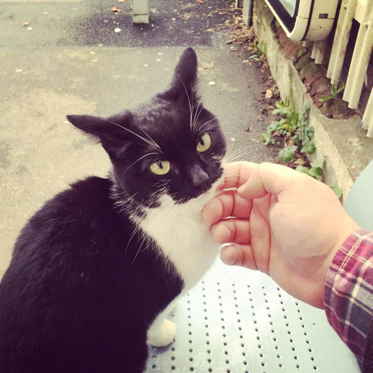 hand petting tuxedo cat