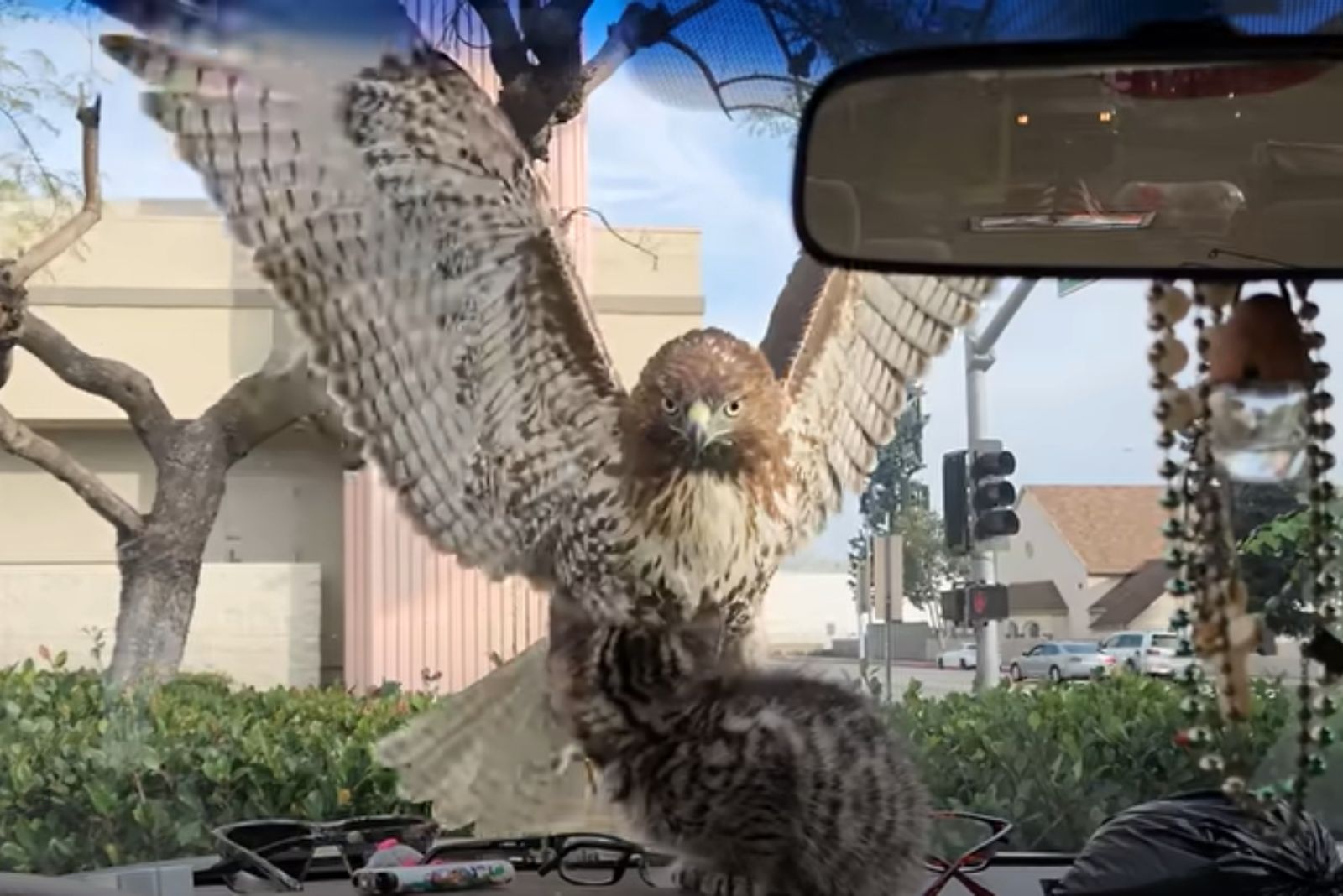 hawk looking at kitten