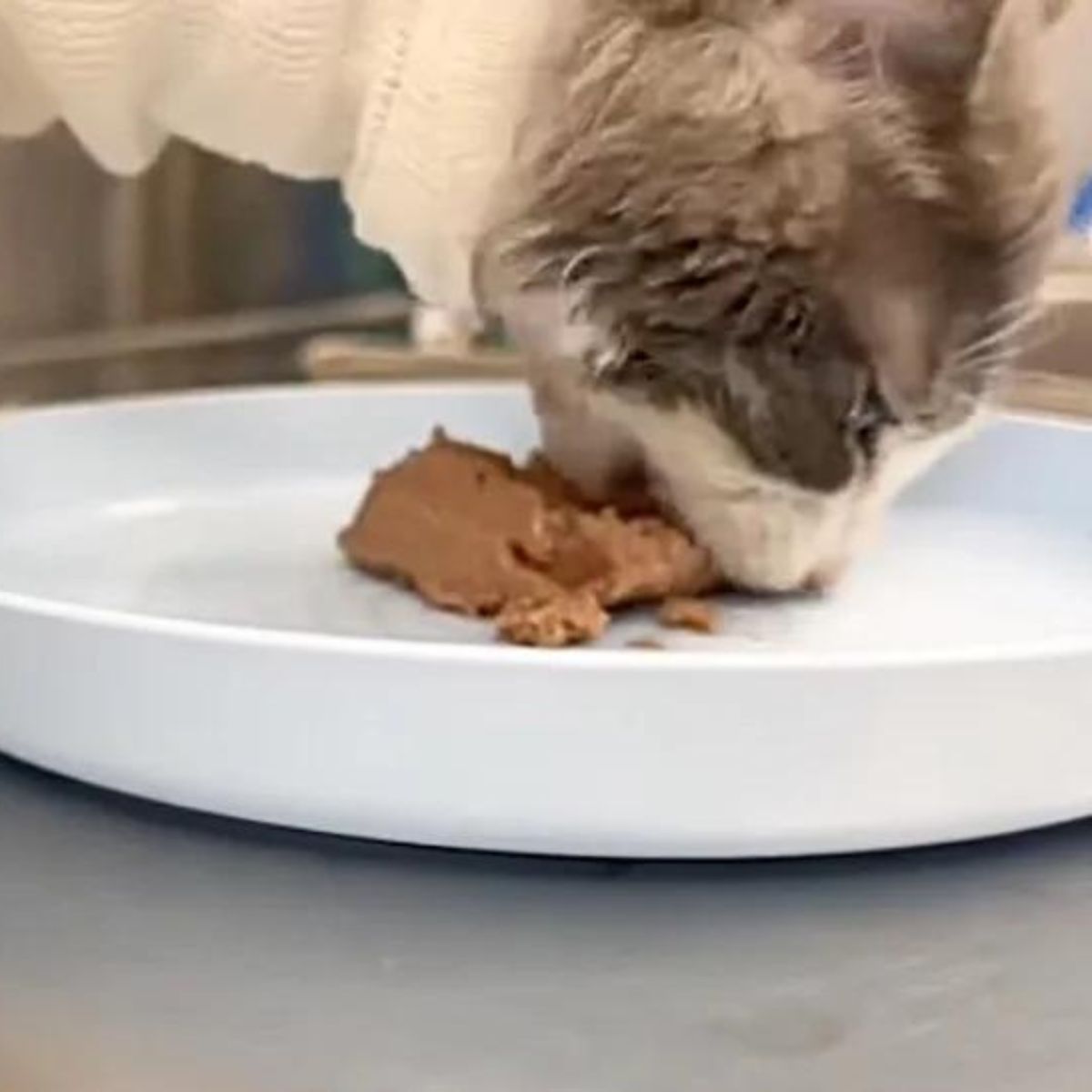 injured cat eating