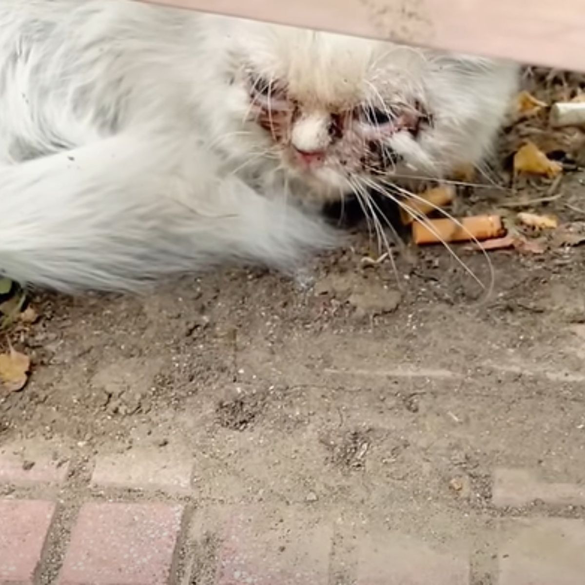 injured white cat