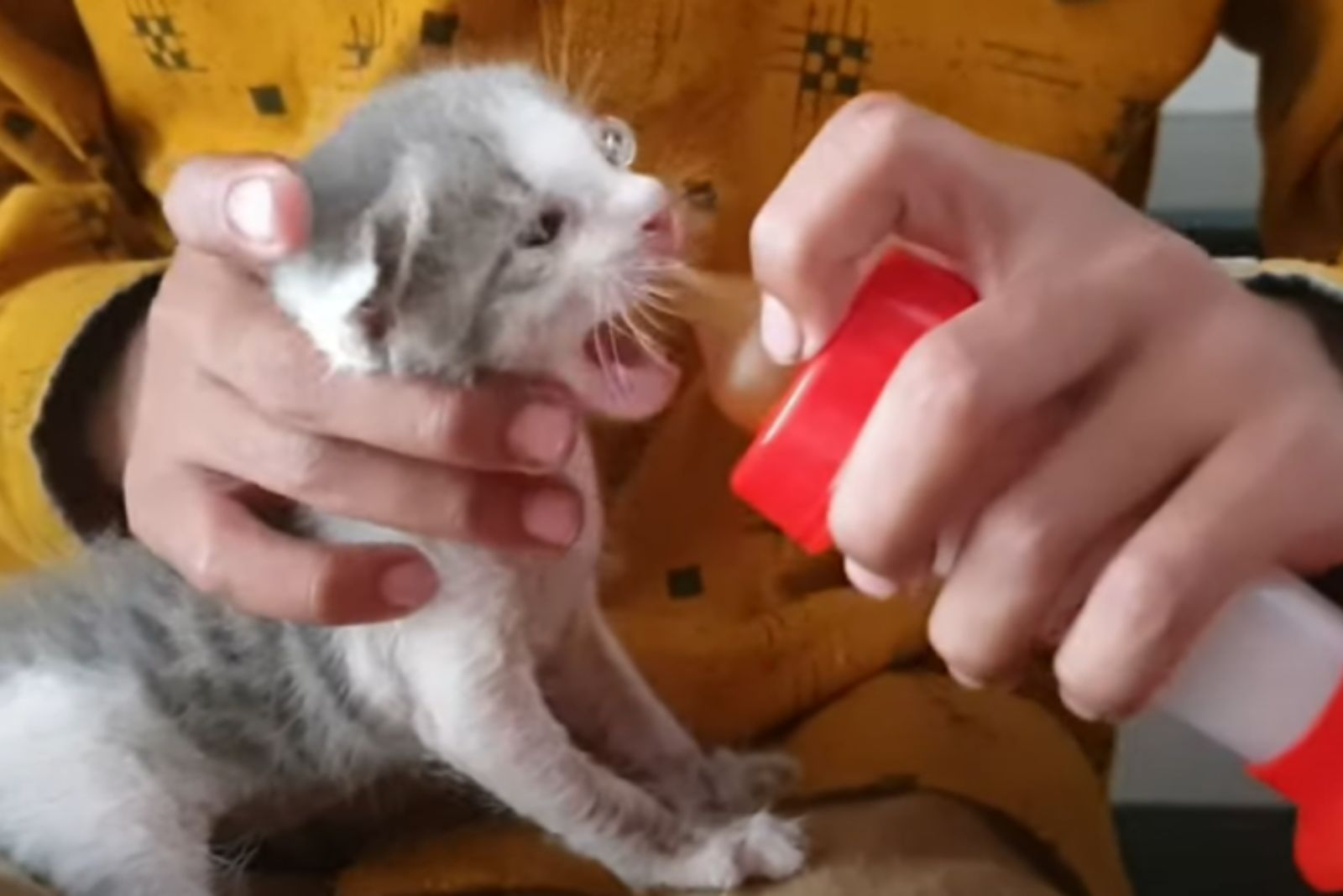 kitten bottle fed
