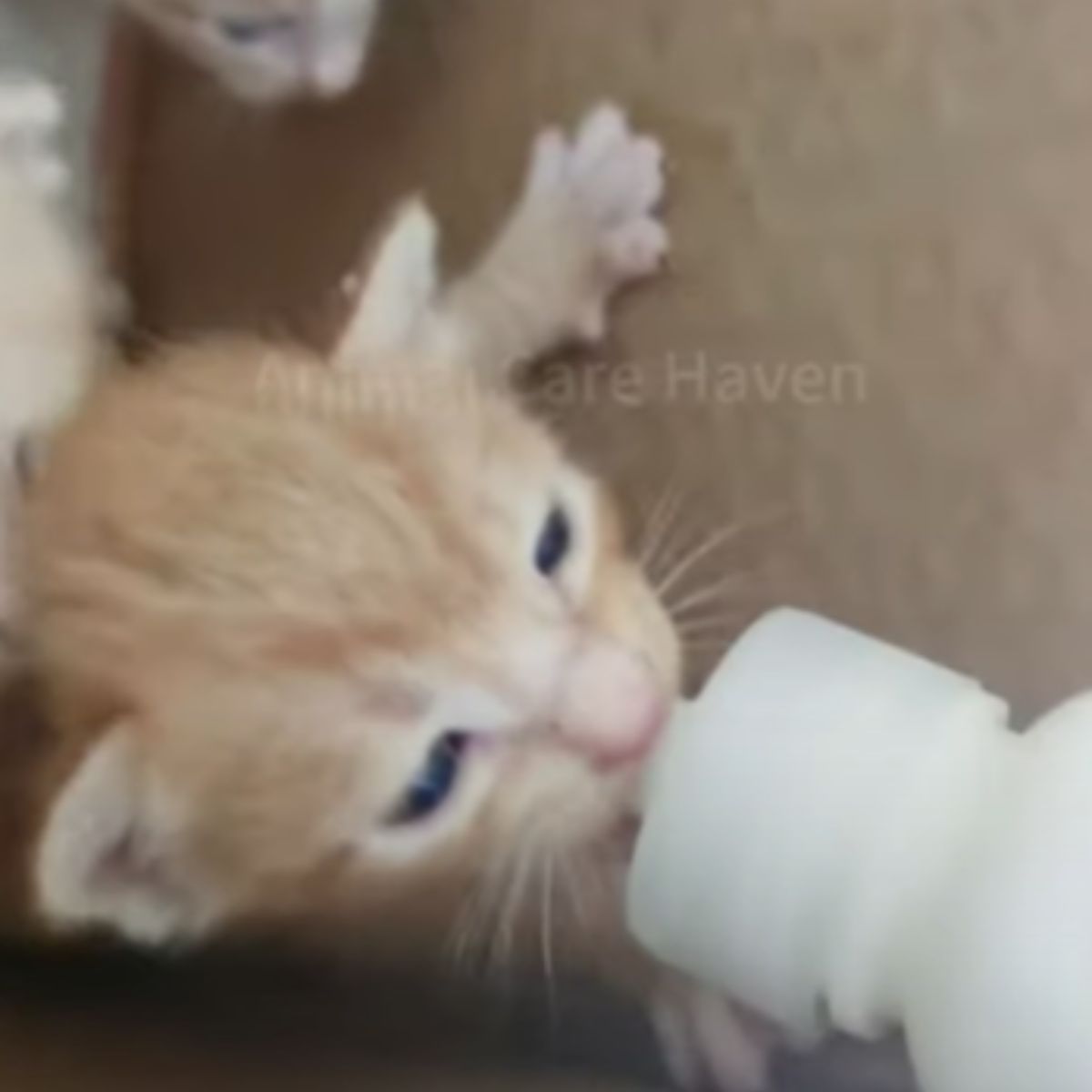 kitten drinking a milk