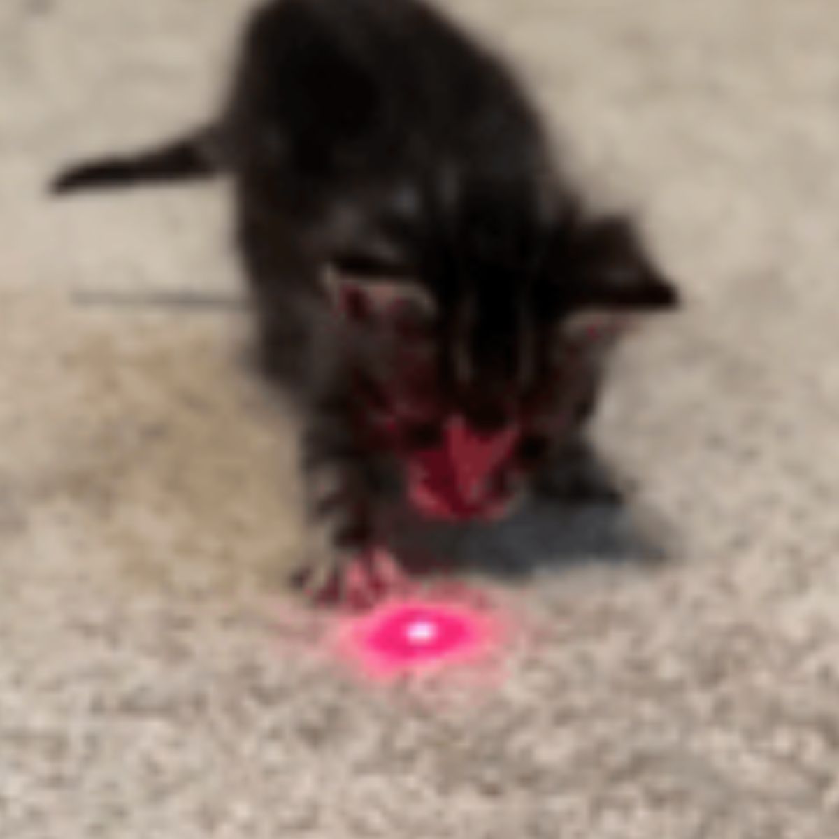kitten looking at pink spot