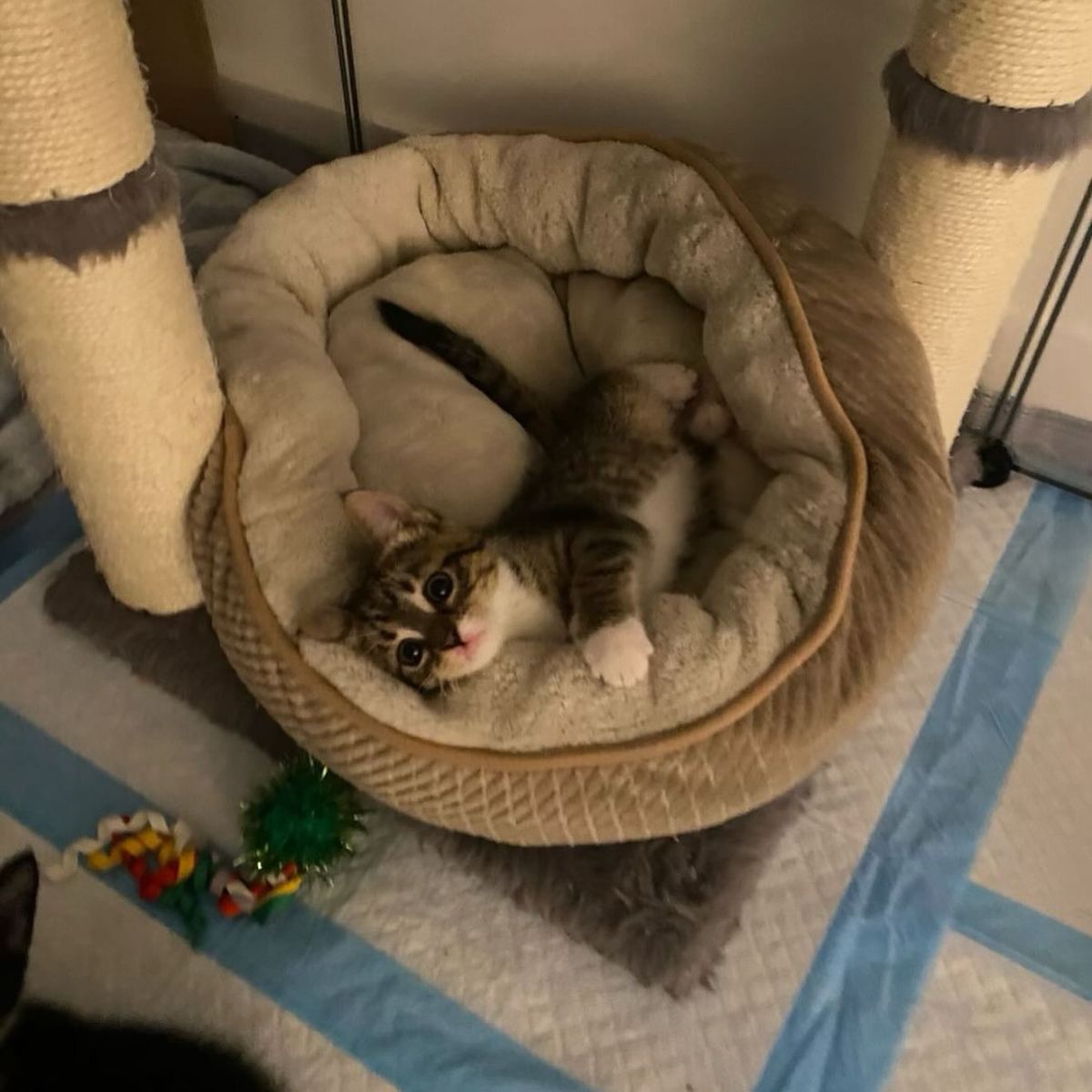 kitten lying in bed