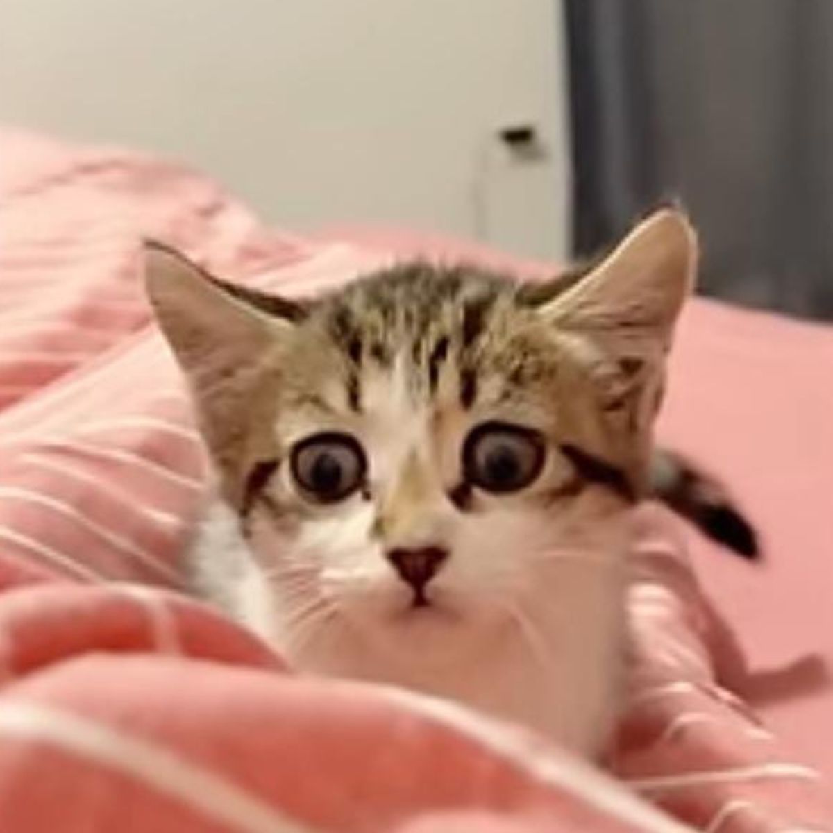 kitten lying